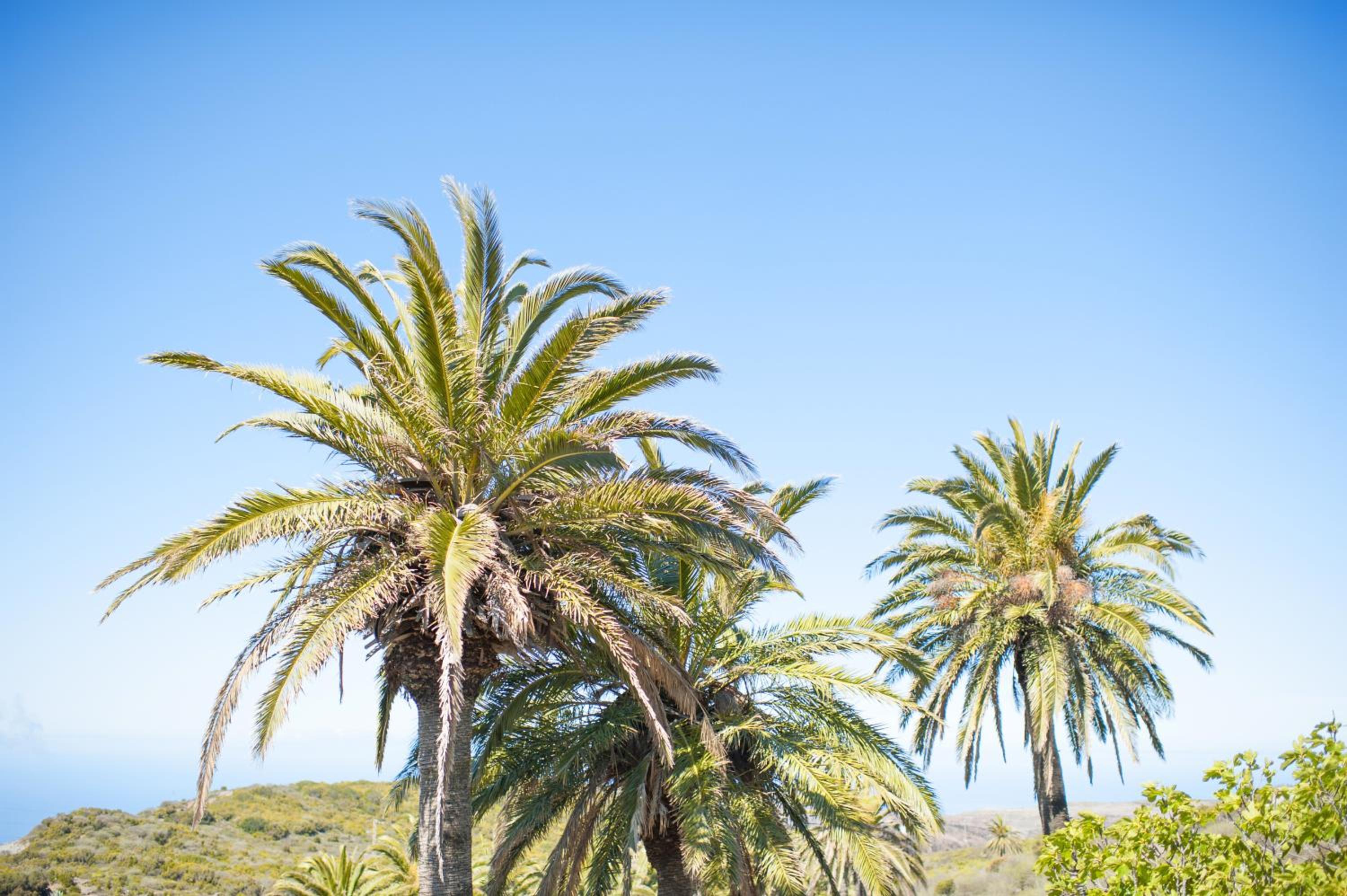 Jardin Las Hayas