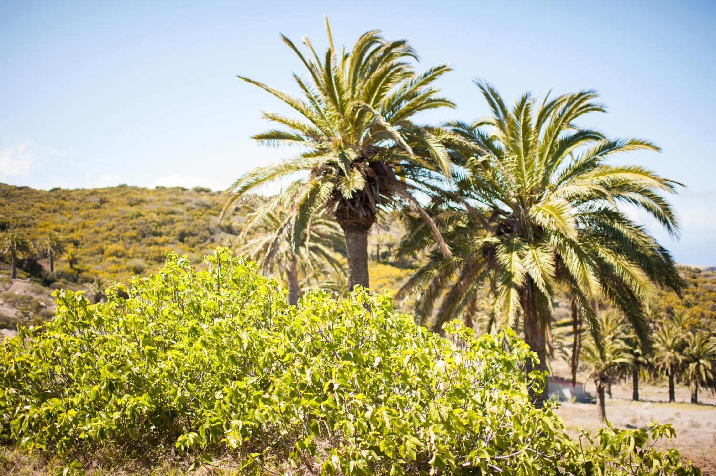 Jardin Las Hayas