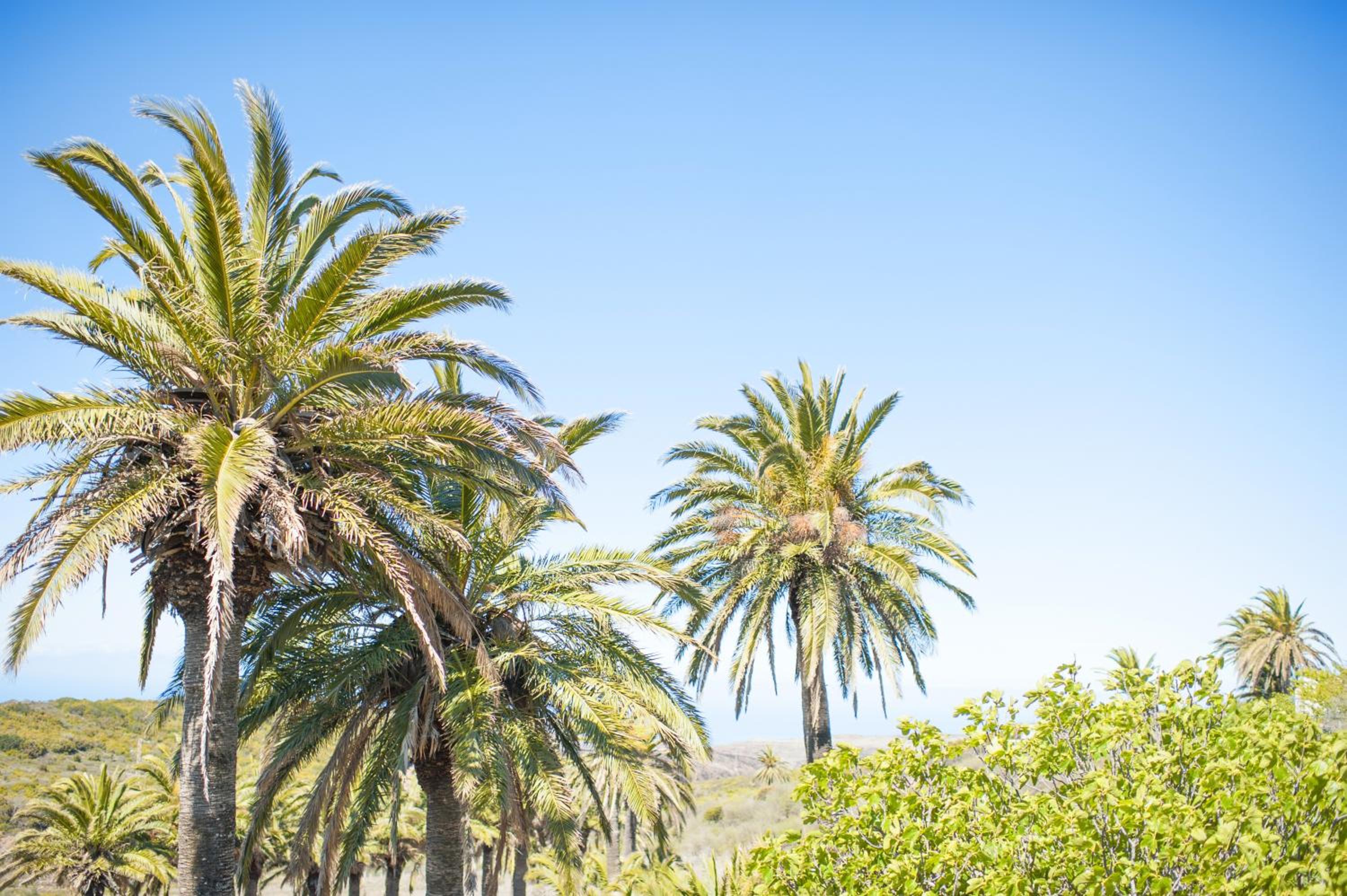 Jardin Las Hayas