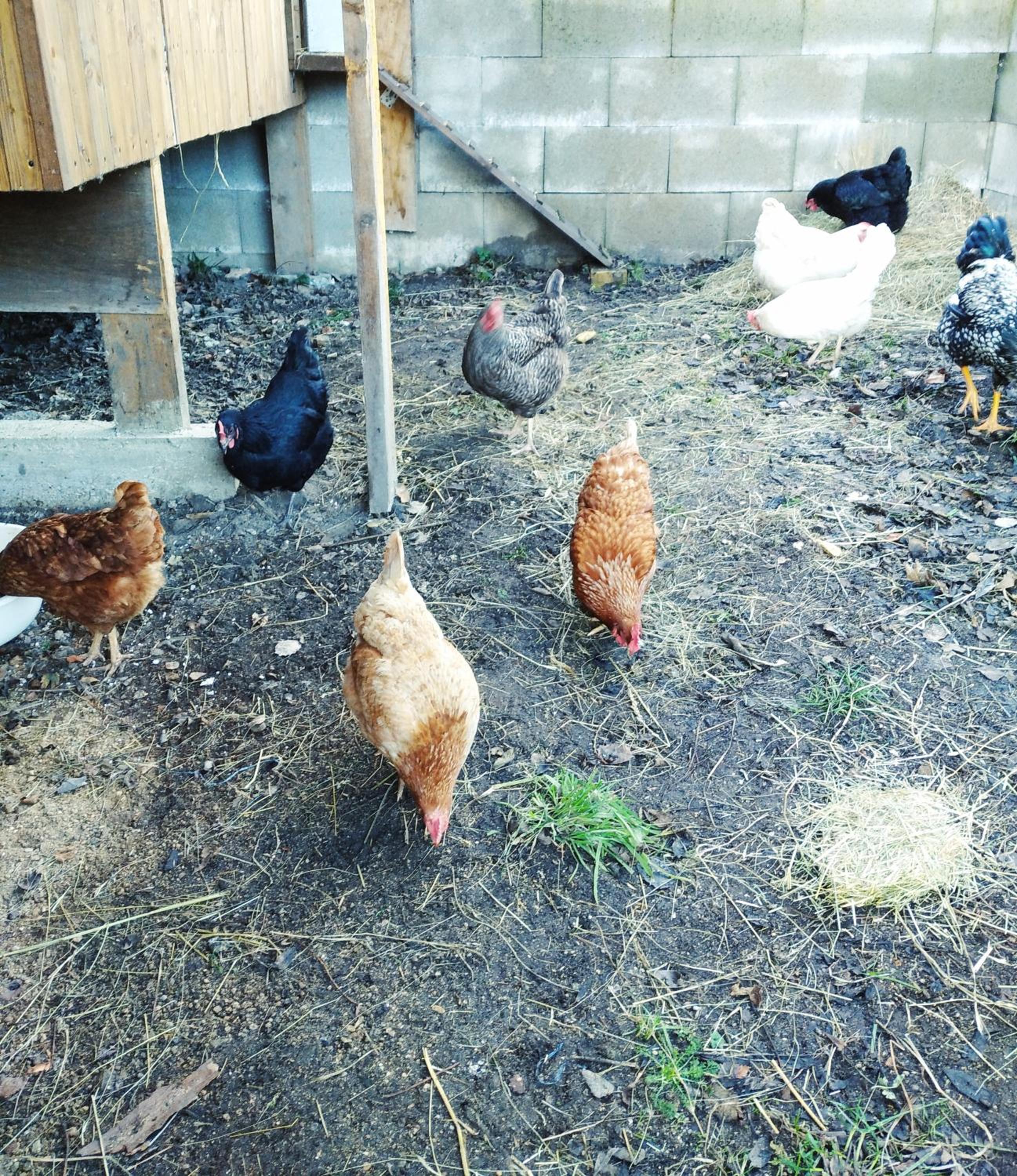 Penzion U Lucerny s malou farmičkou