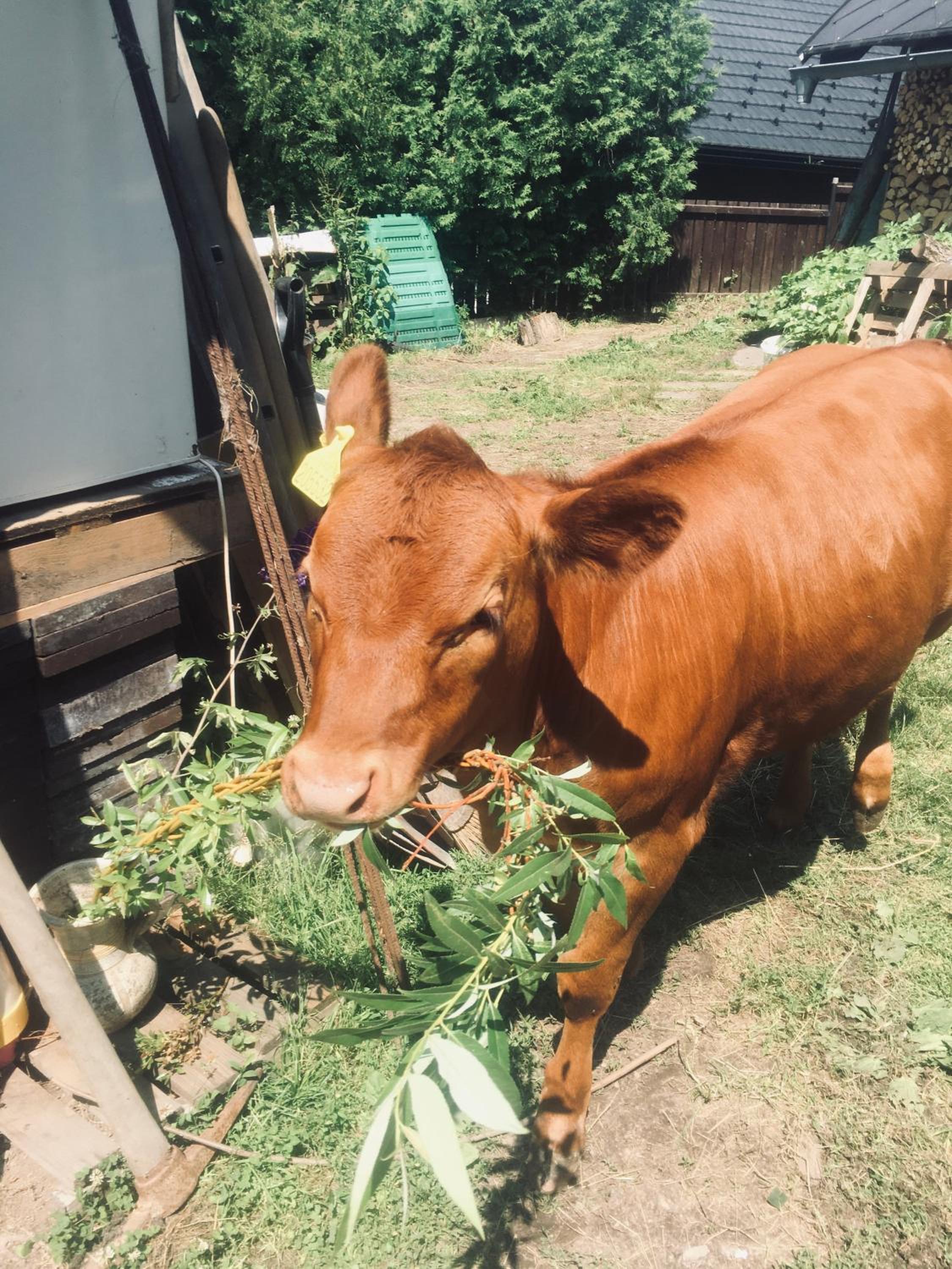 Penzion U Lucerny s malou farmičkou