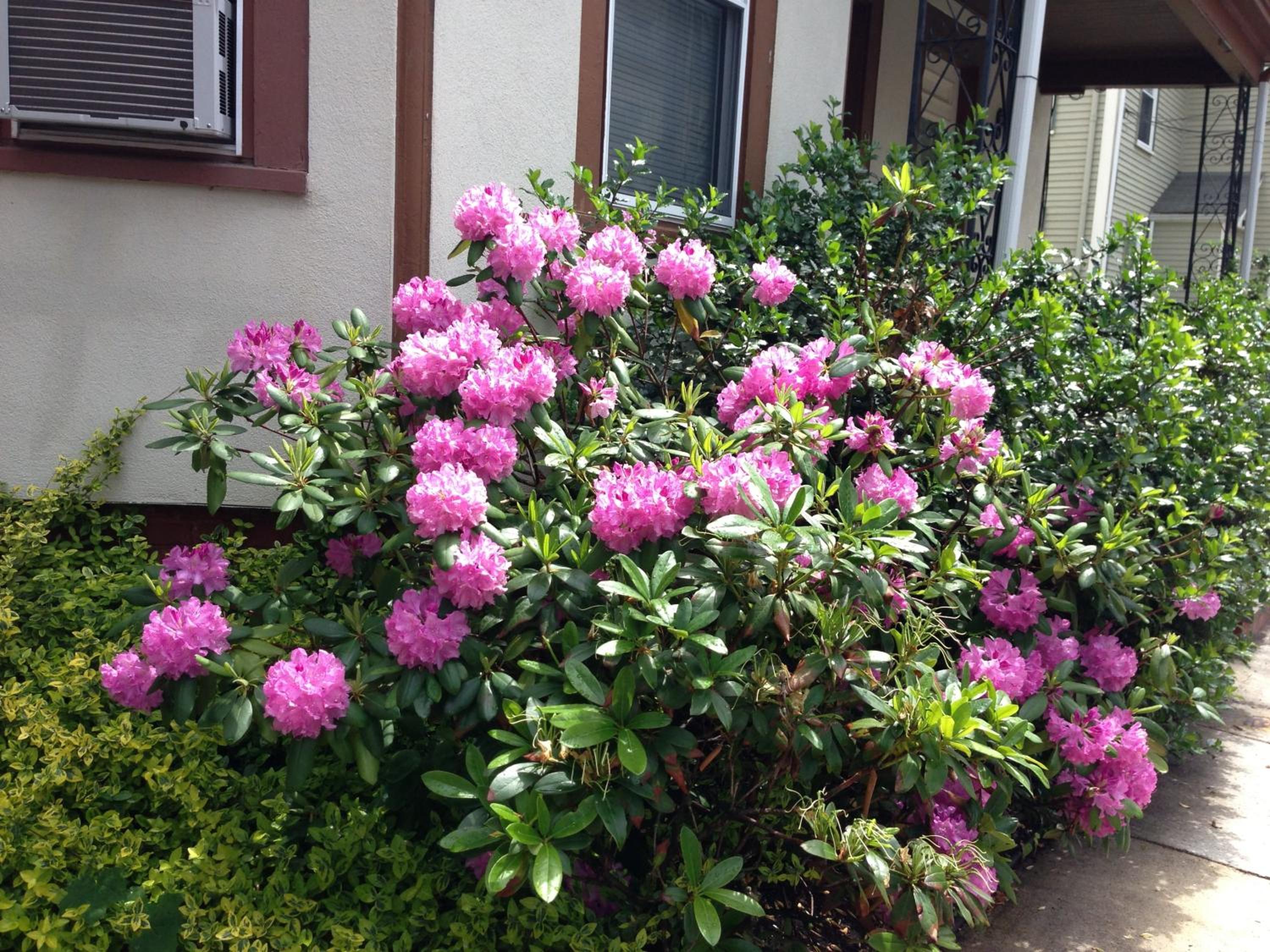 Bowers House BnB Harvard MIT Cambridge Boston, photo 22