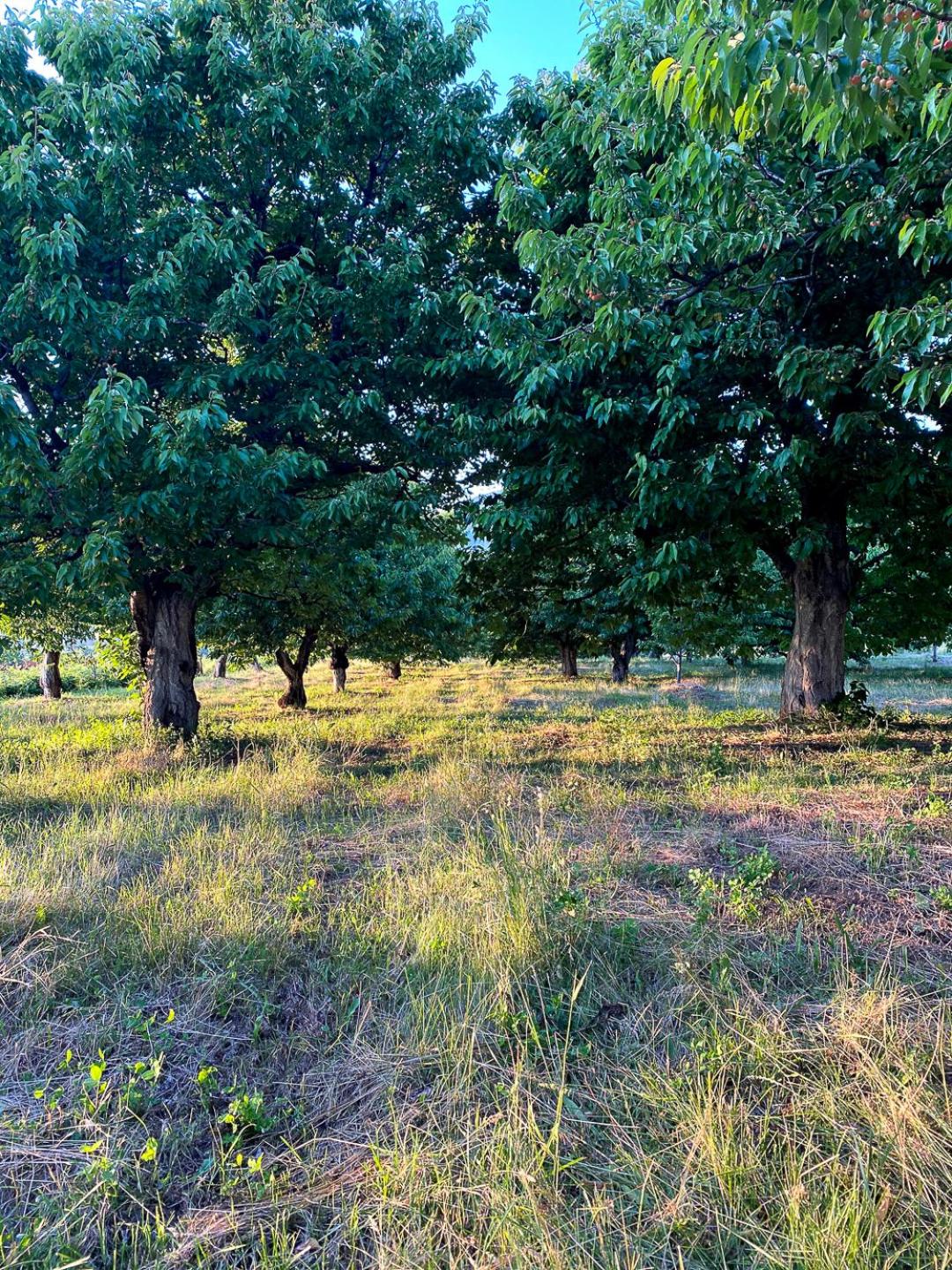 Nëna Dashuri Agroturizëm