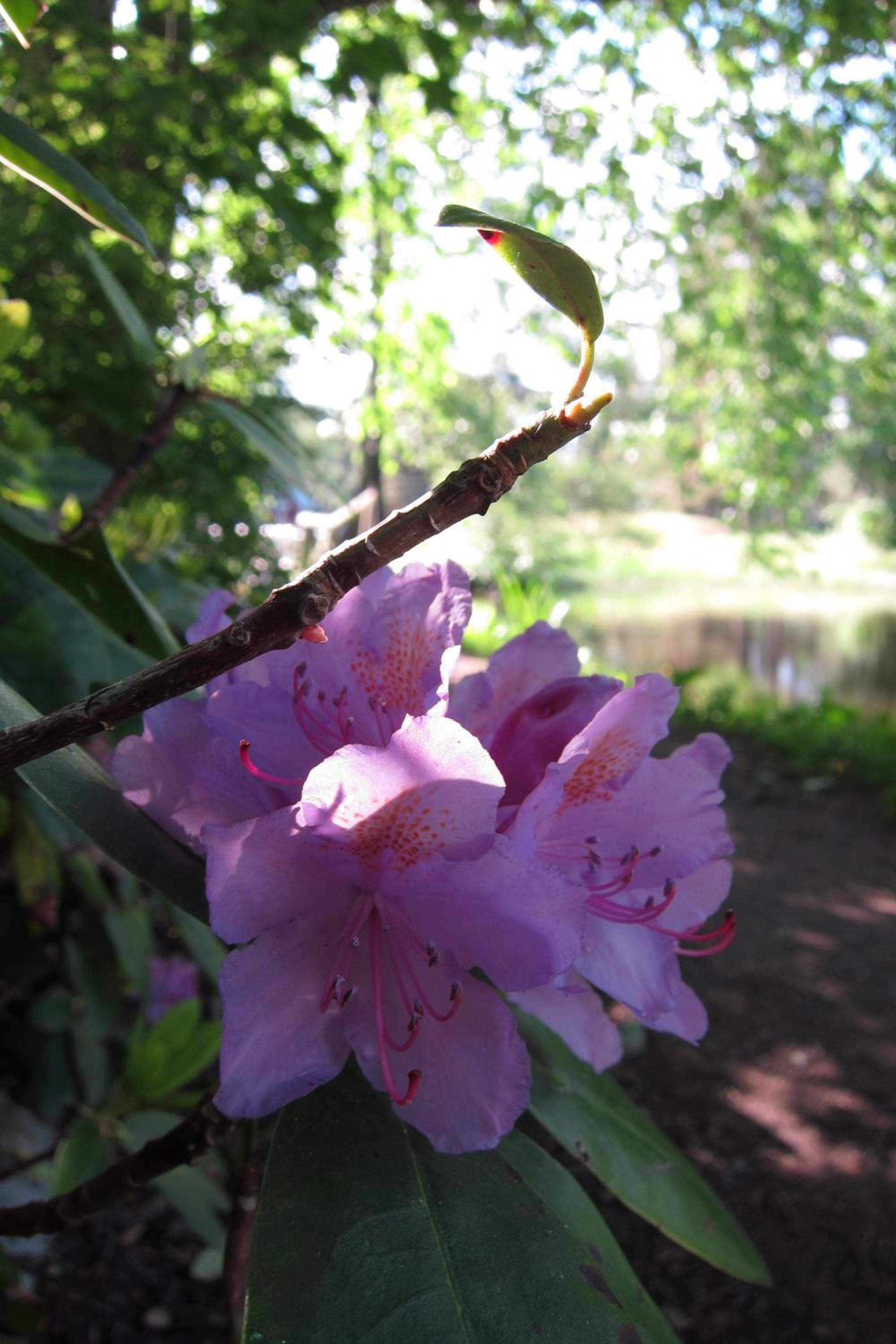 Photo 18