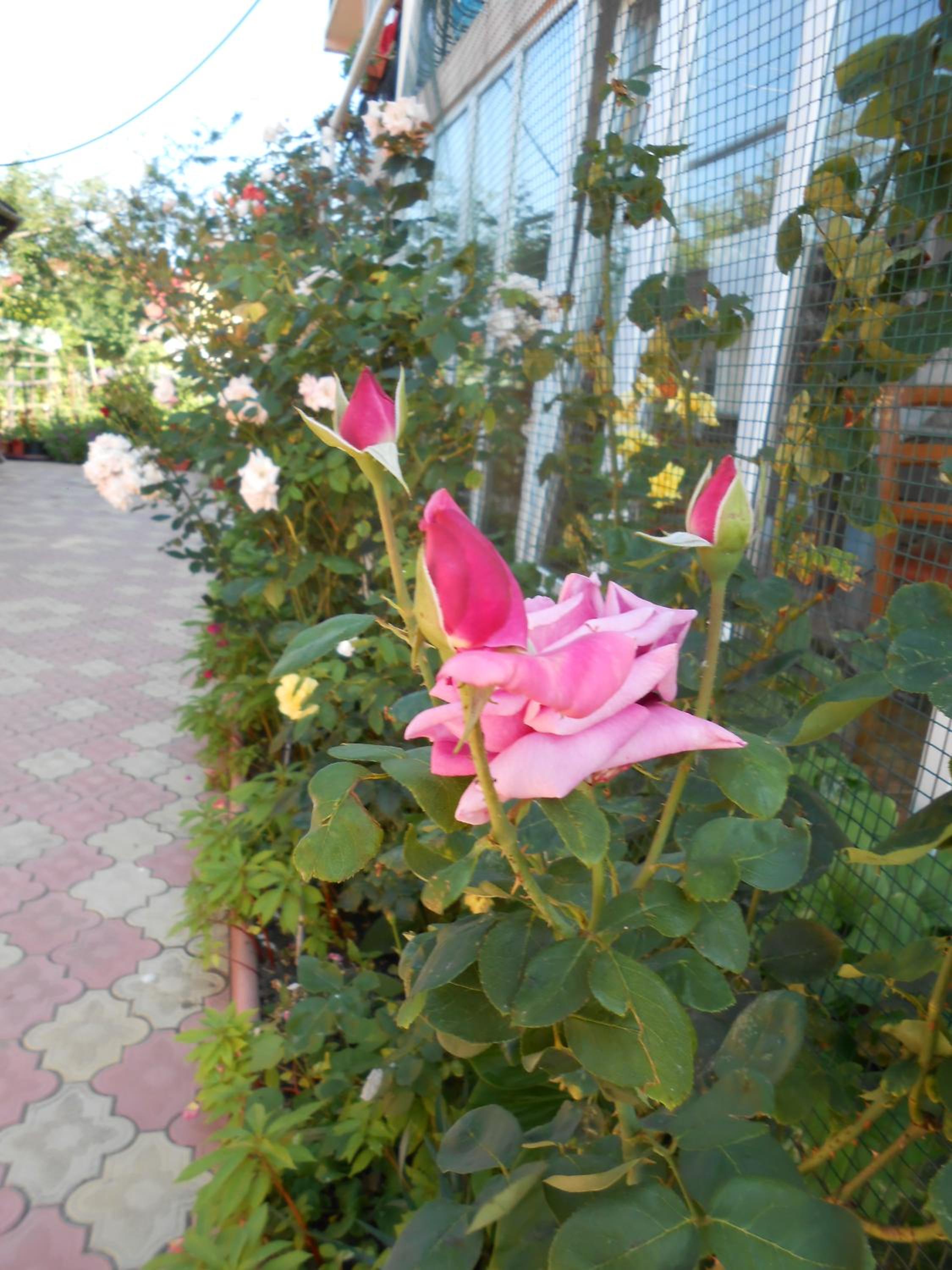 Photo 44