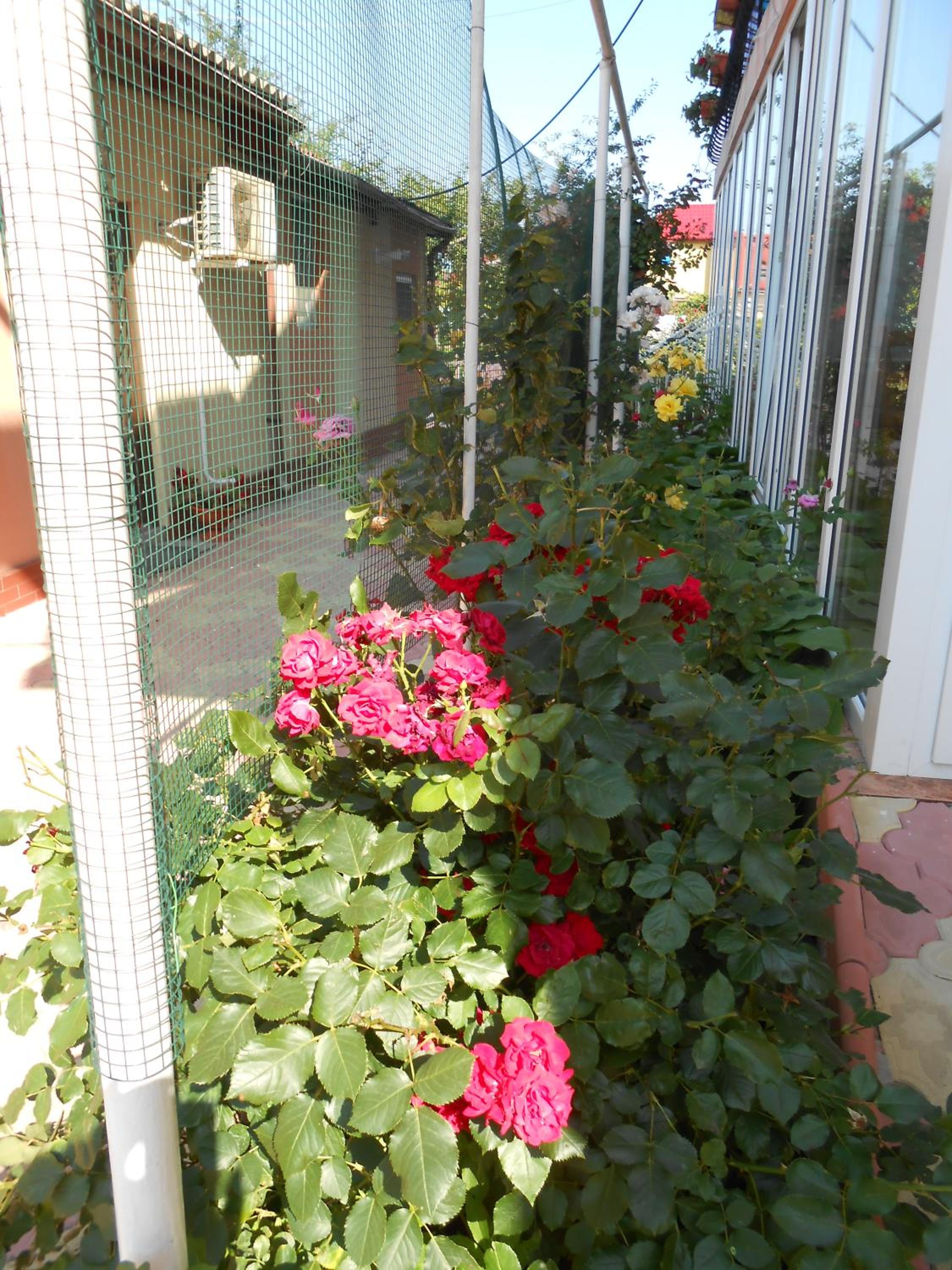 Photo 43