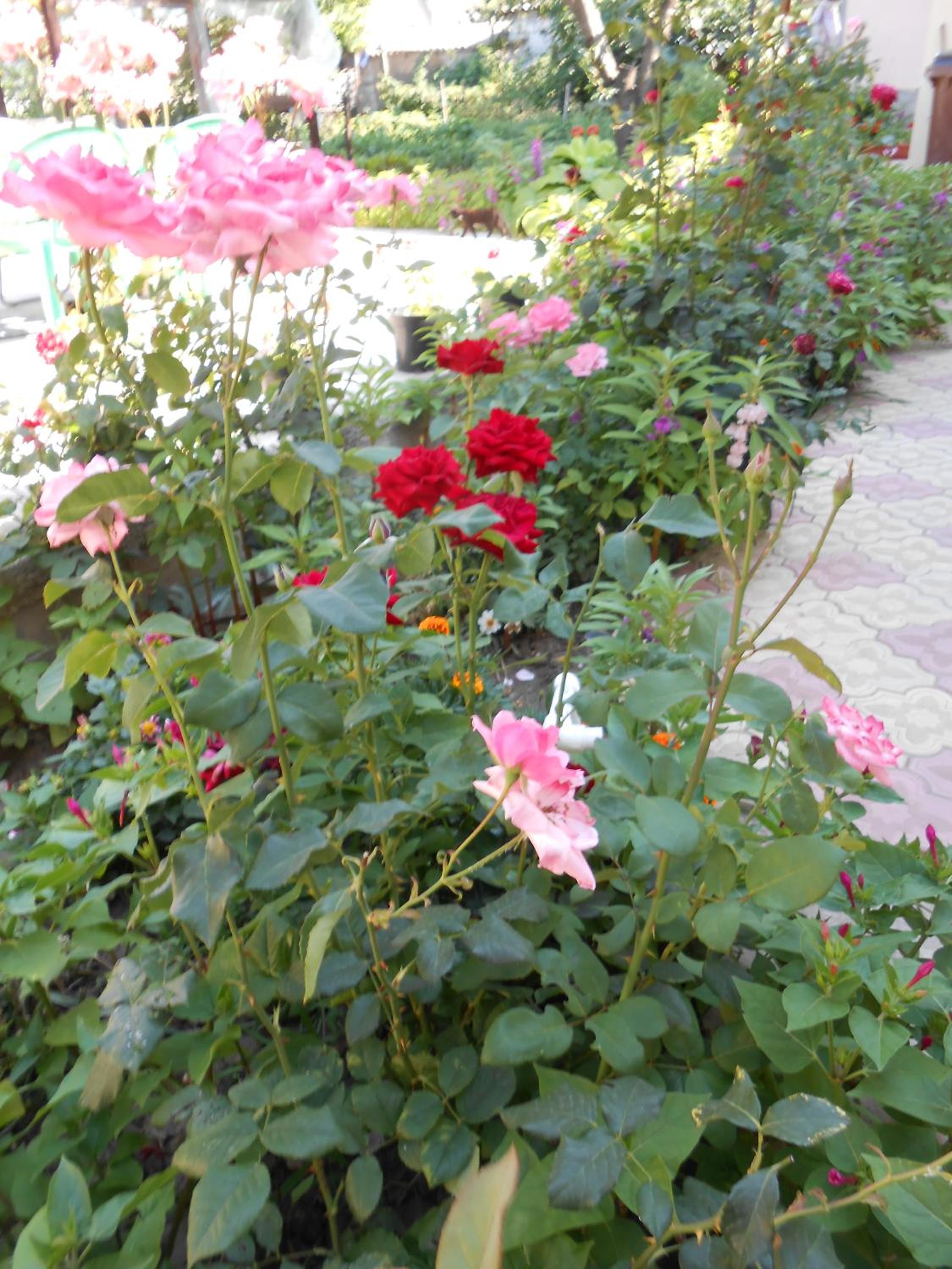Photo 51