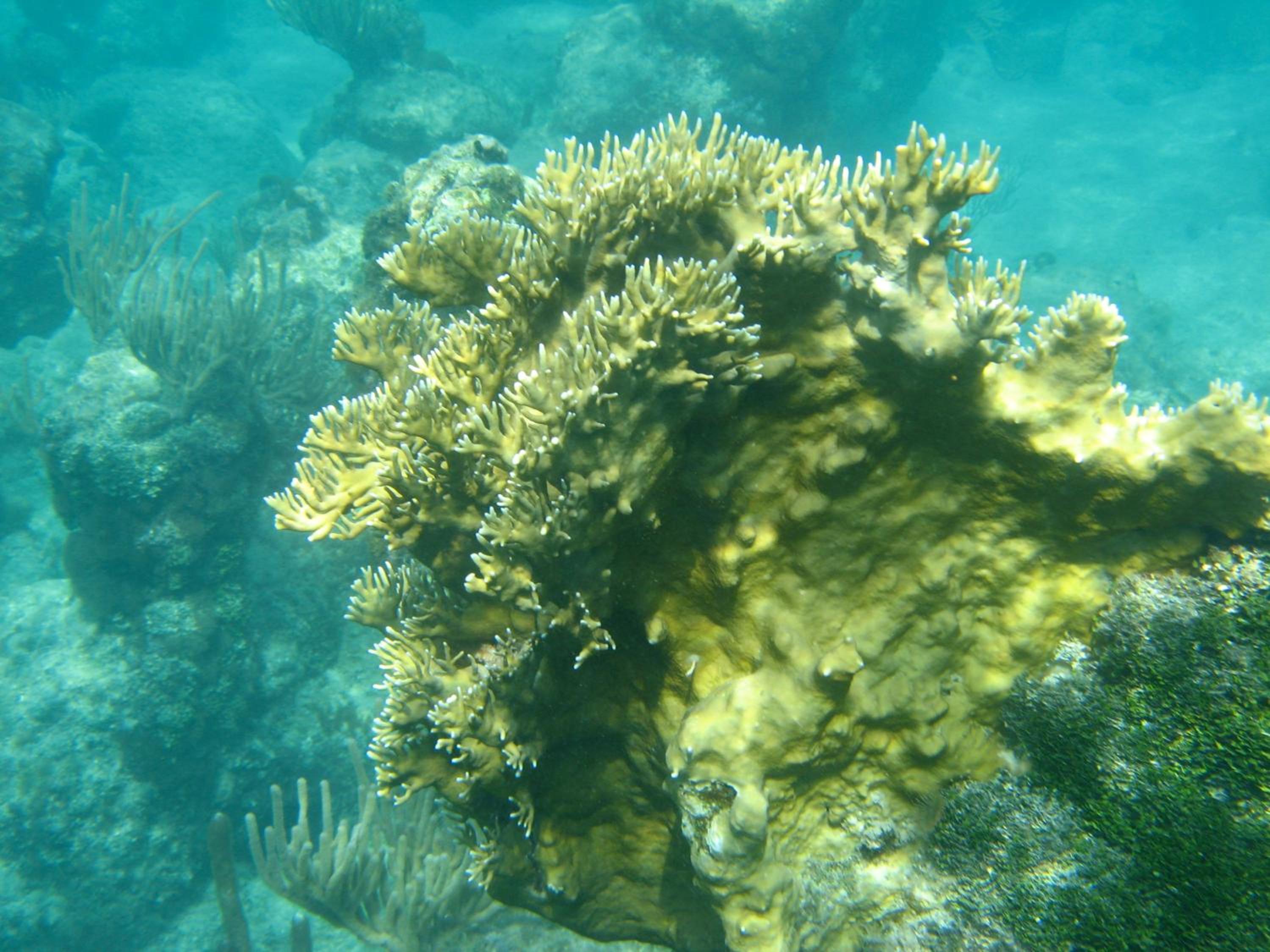 BEACHCOMBER VILLA