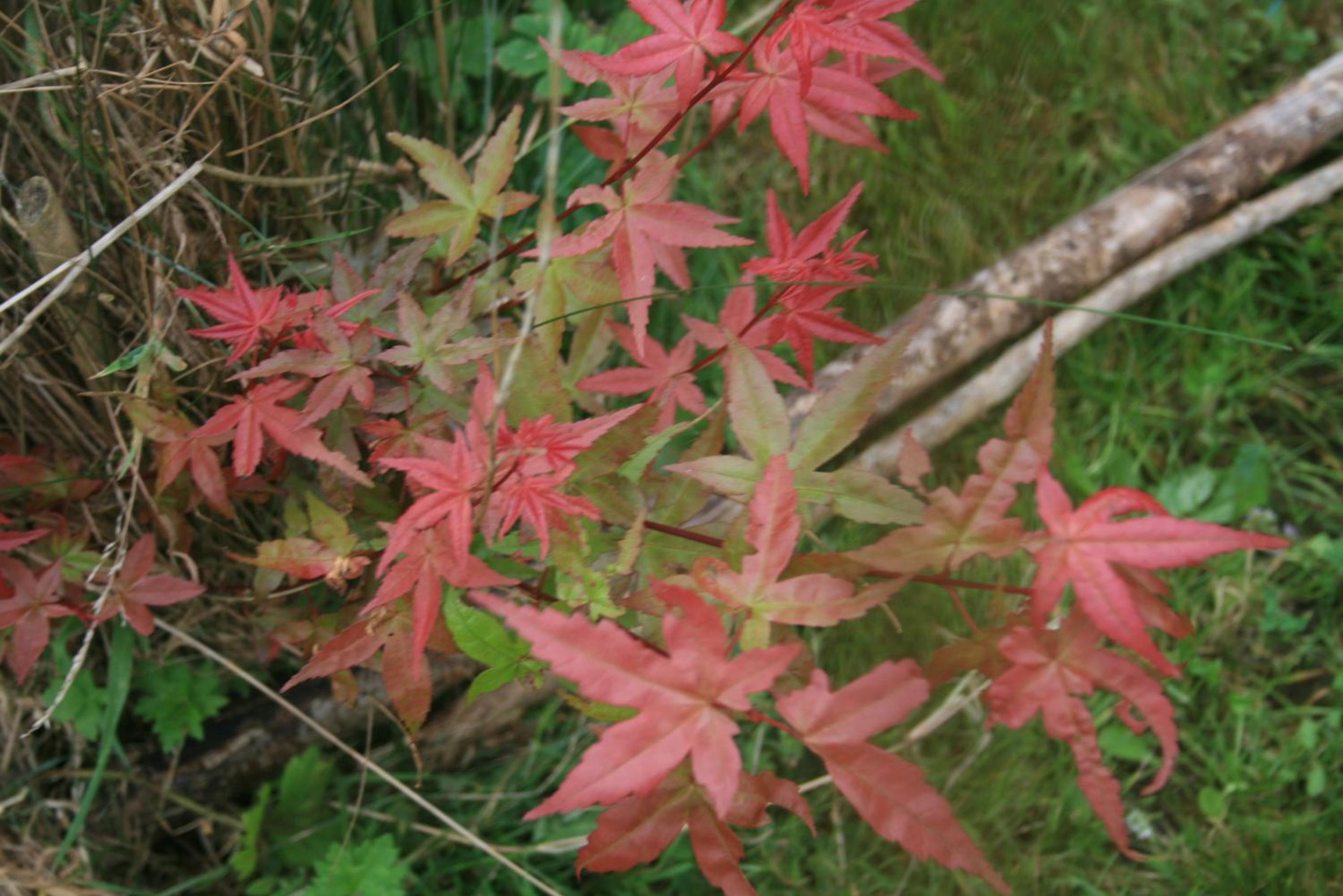 La clef de bois, photo 11