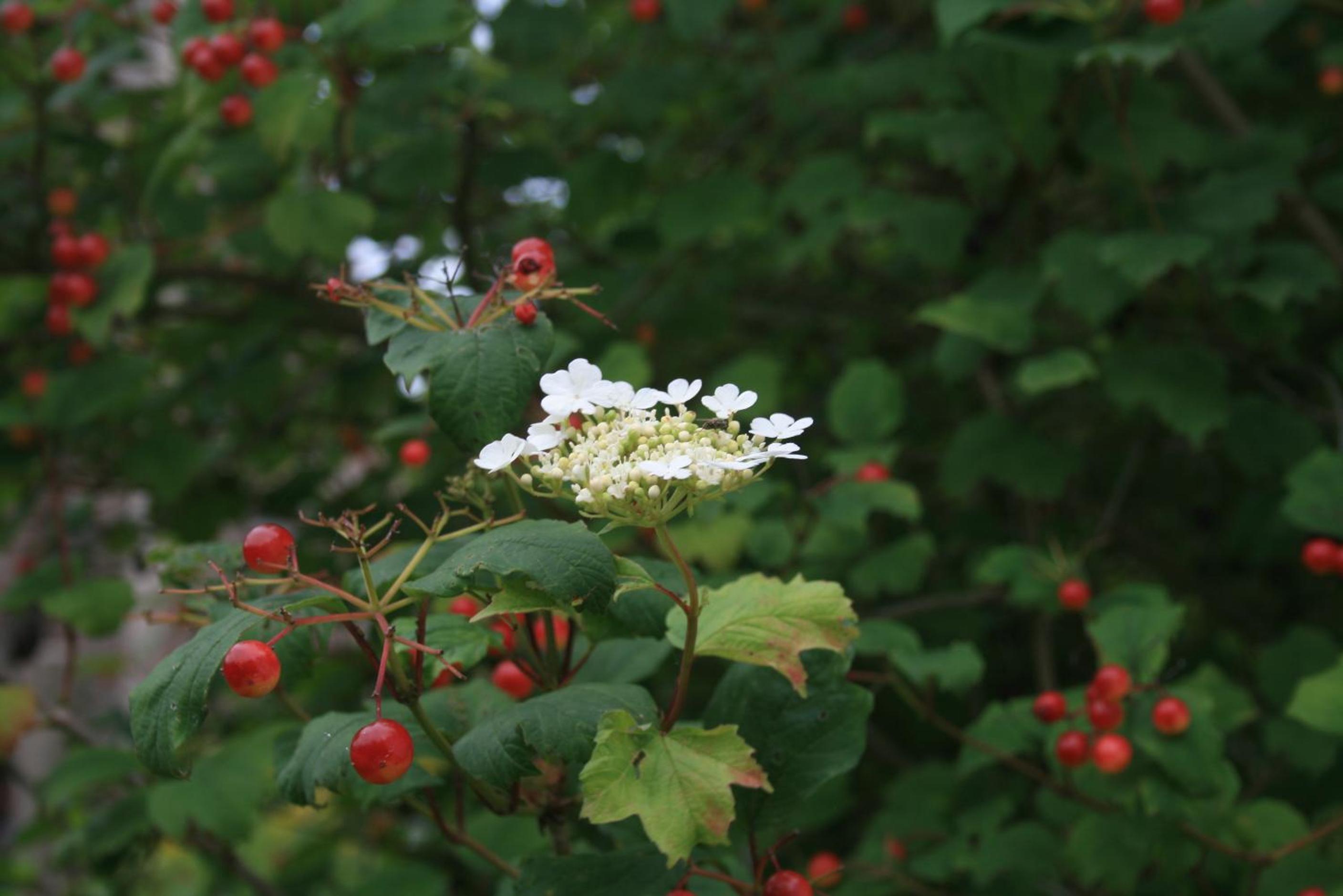 La clef de bois, photo 12