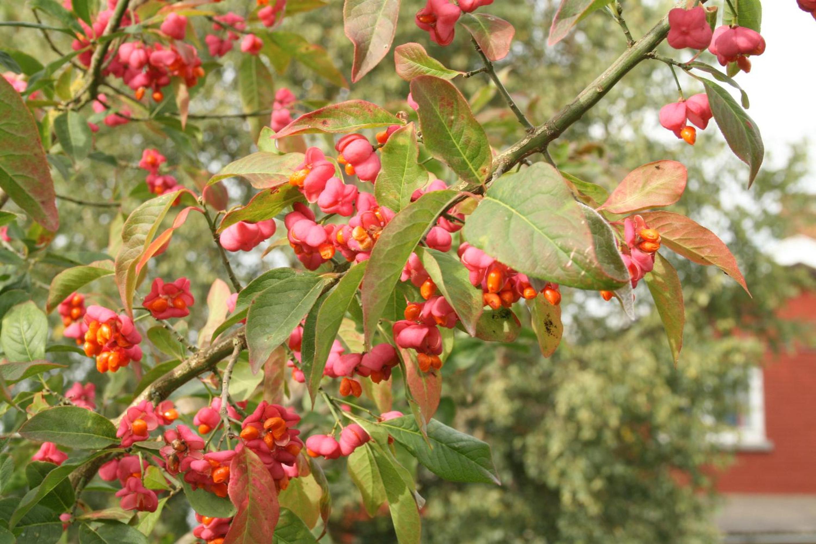 La clef de bois, photo 13