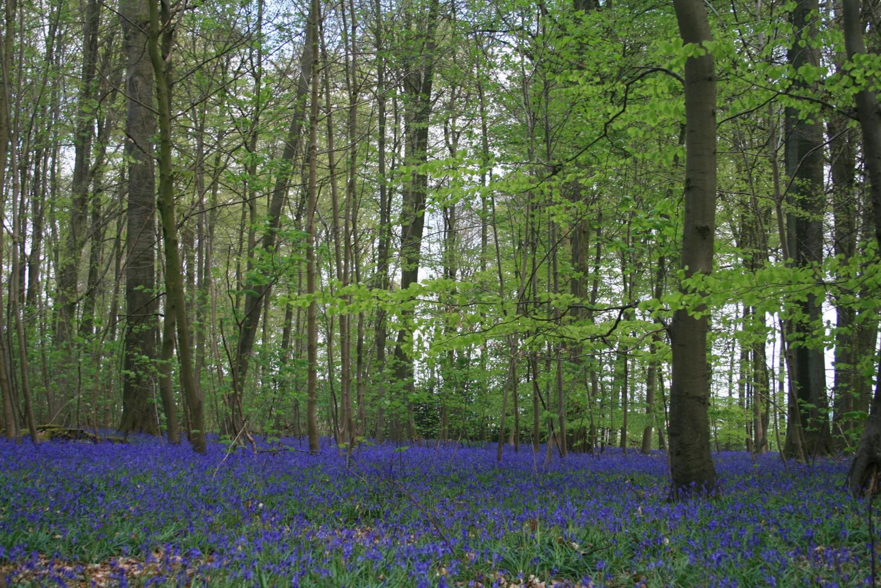 La clef de bois, photo 18