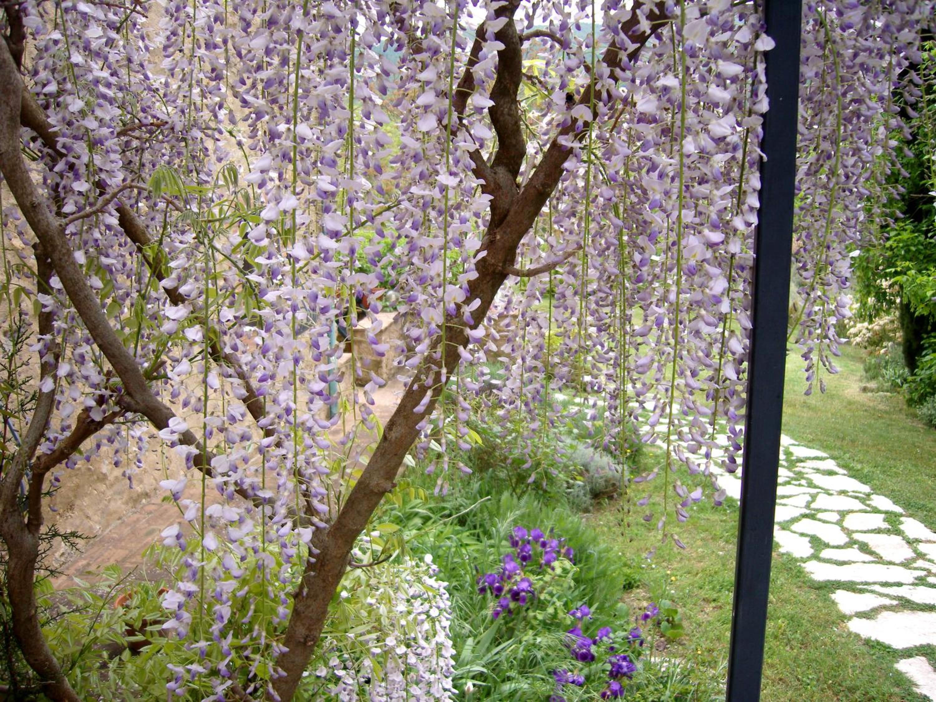 Agriturismo Apparita view 4