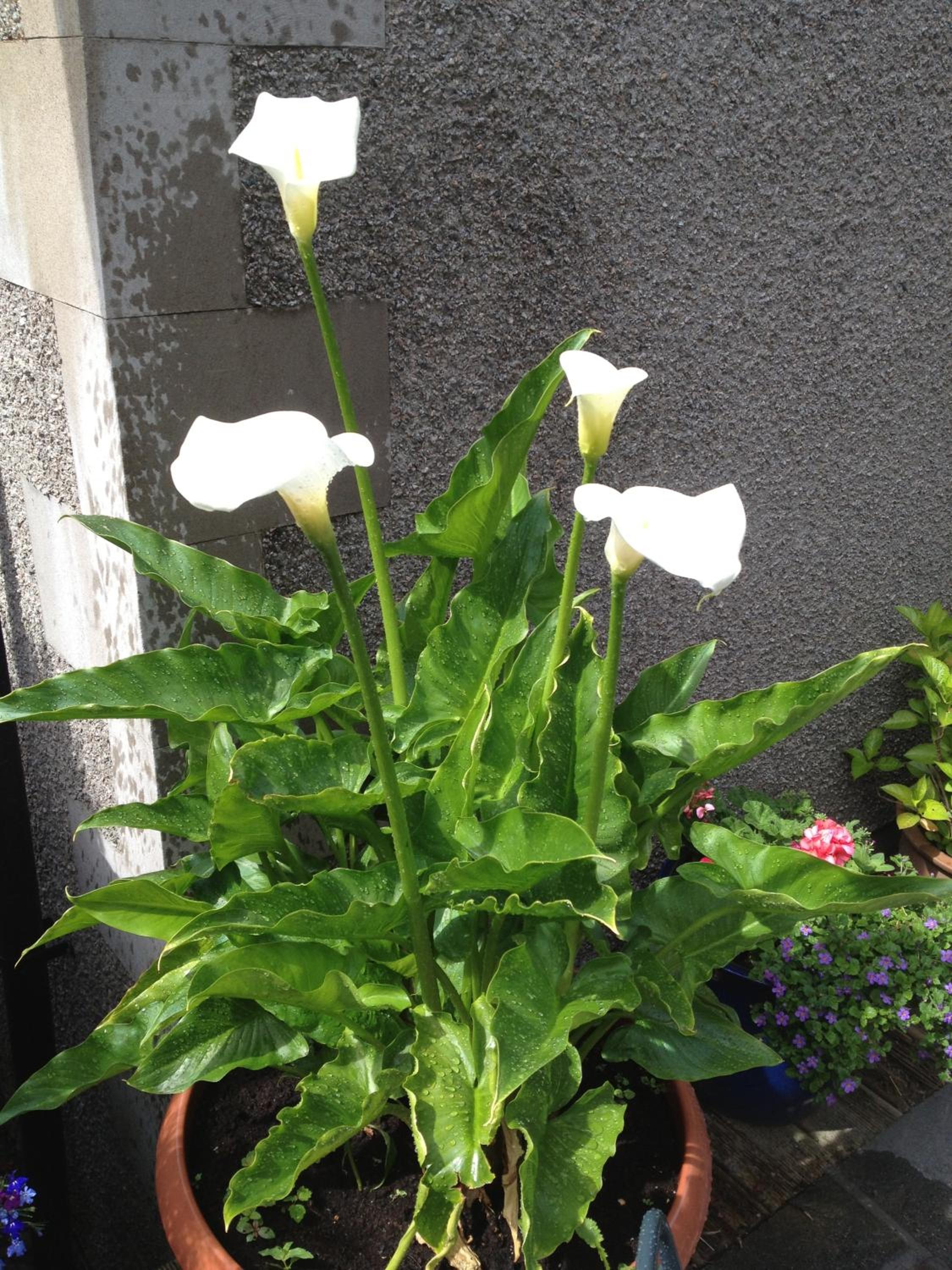 Photo 32