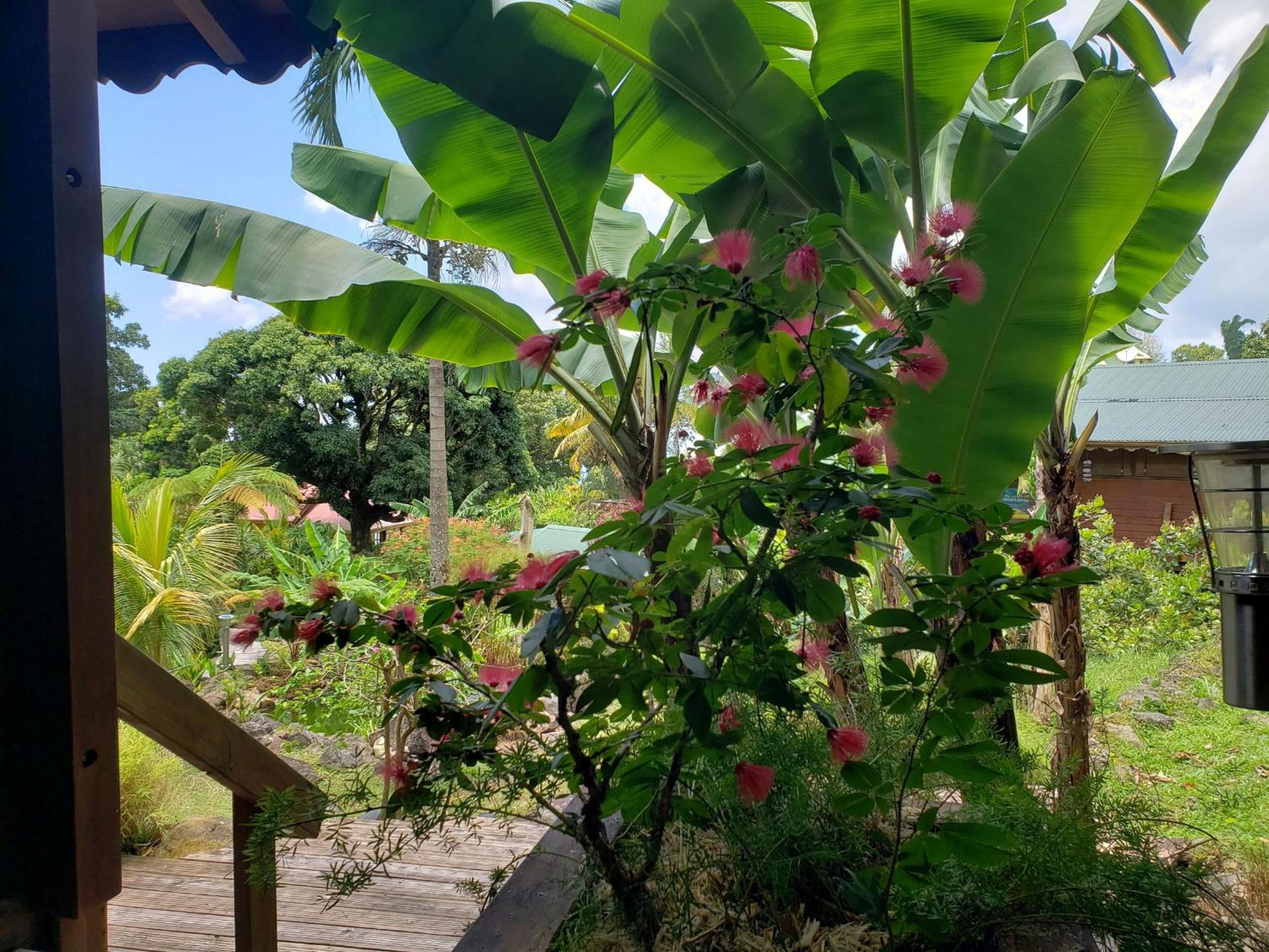 Les Bananes Vertes Ecolodges - Photo 8