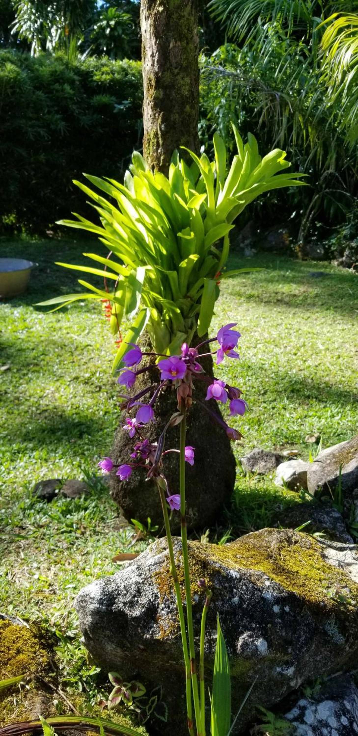 Les Bananes Vertes Ecolodges - Photo 3