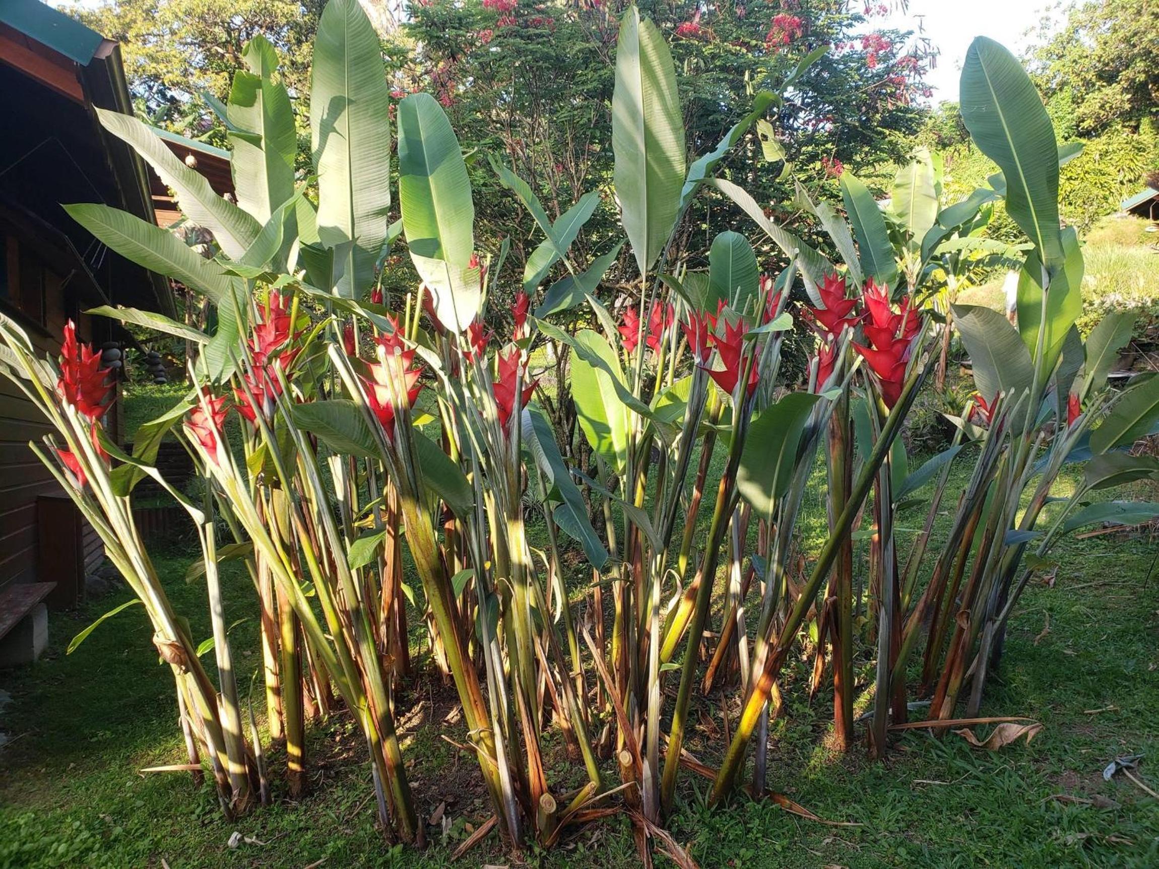 Les Bananes Vertes Ecolodges - Photo 108