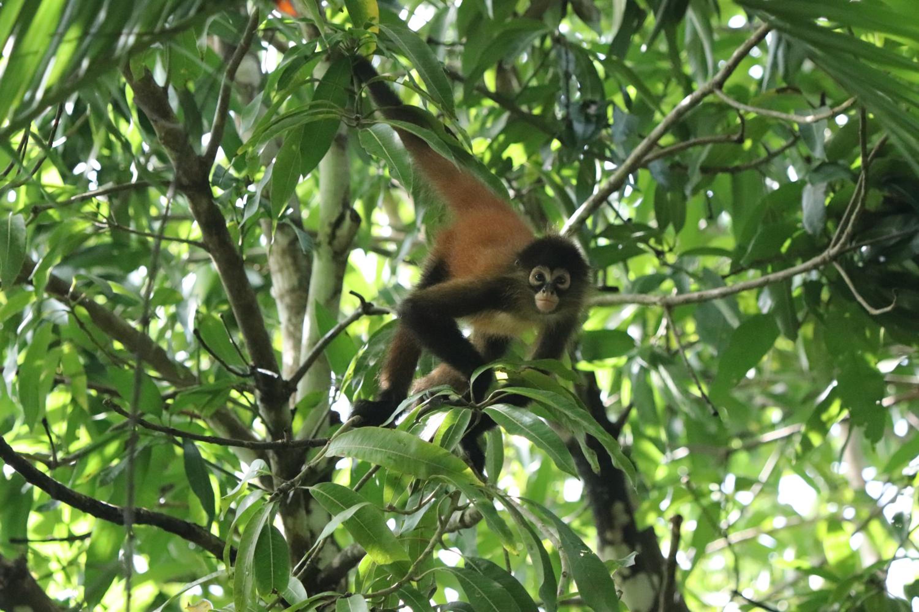 Four Monkeys Eco Lodge Jungle & Beach - The House