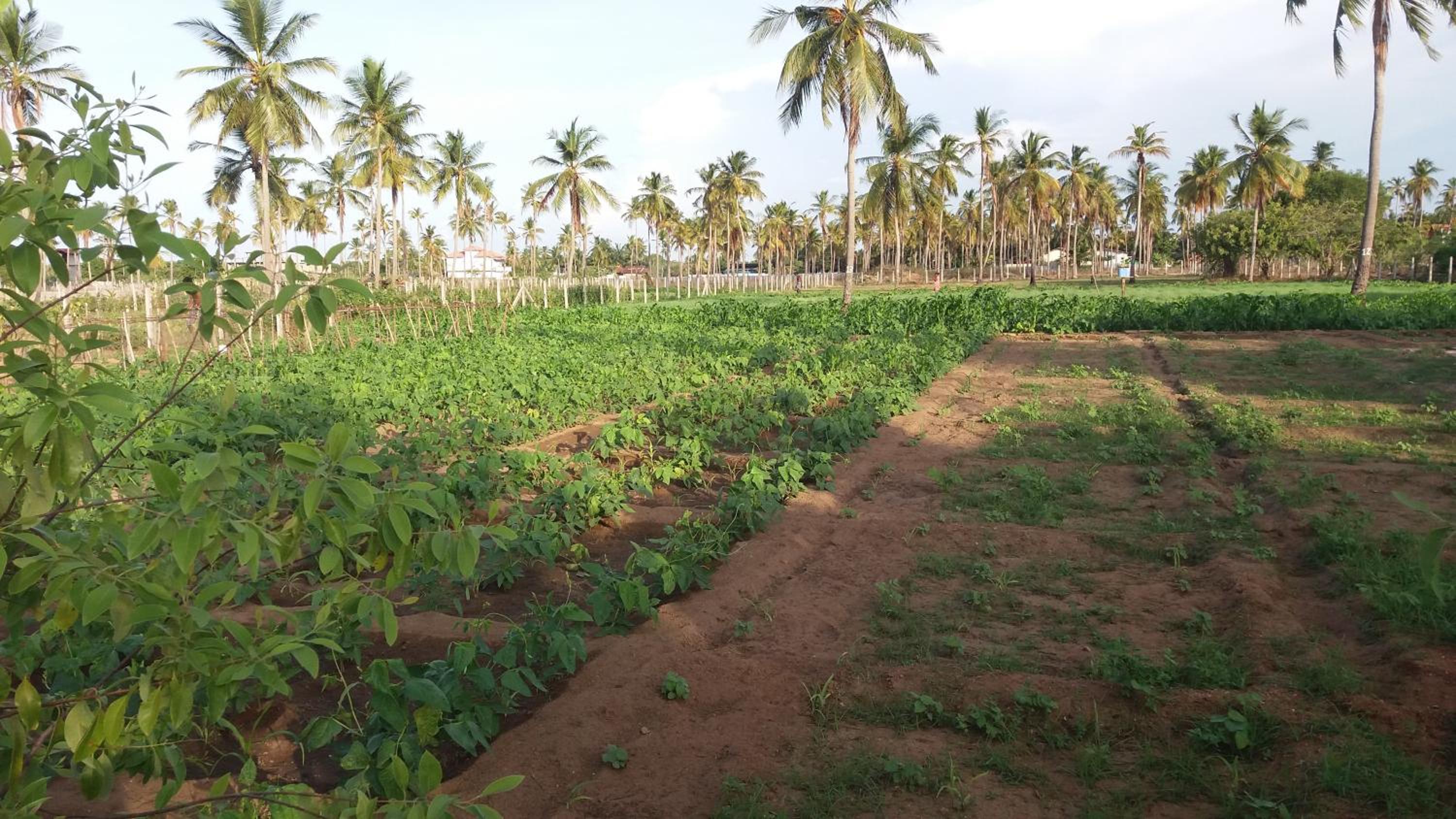 Shan Guest and Restaurant Nilaveli