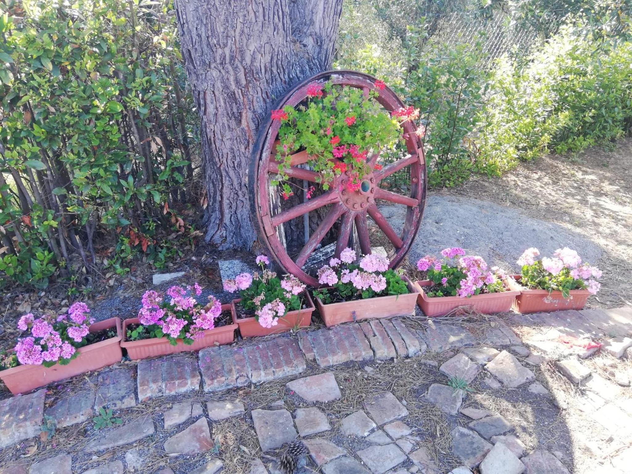 L'Aia degli olivi