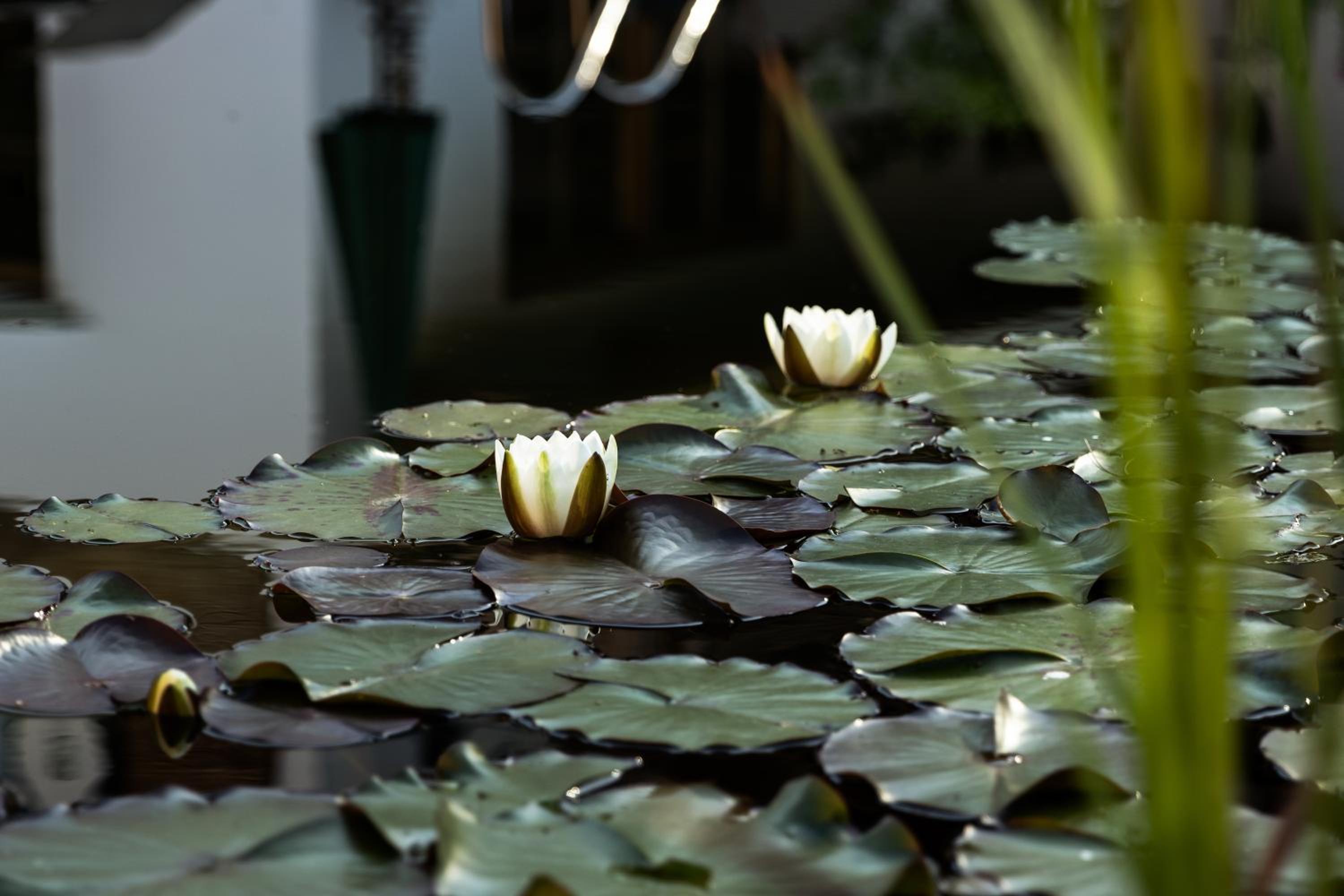 Flora - Das kleine Gartenhotel