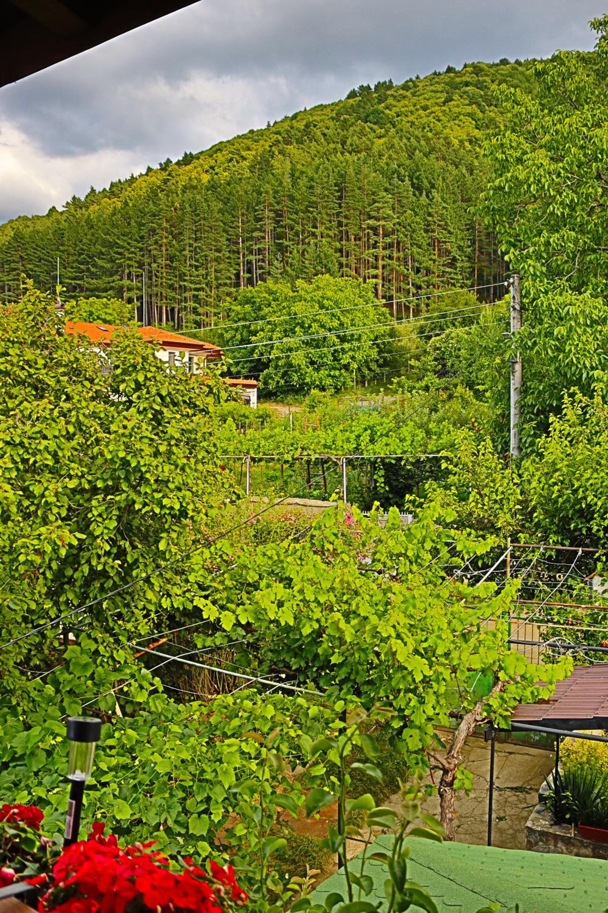 GREEN HOUSE - Попниколови