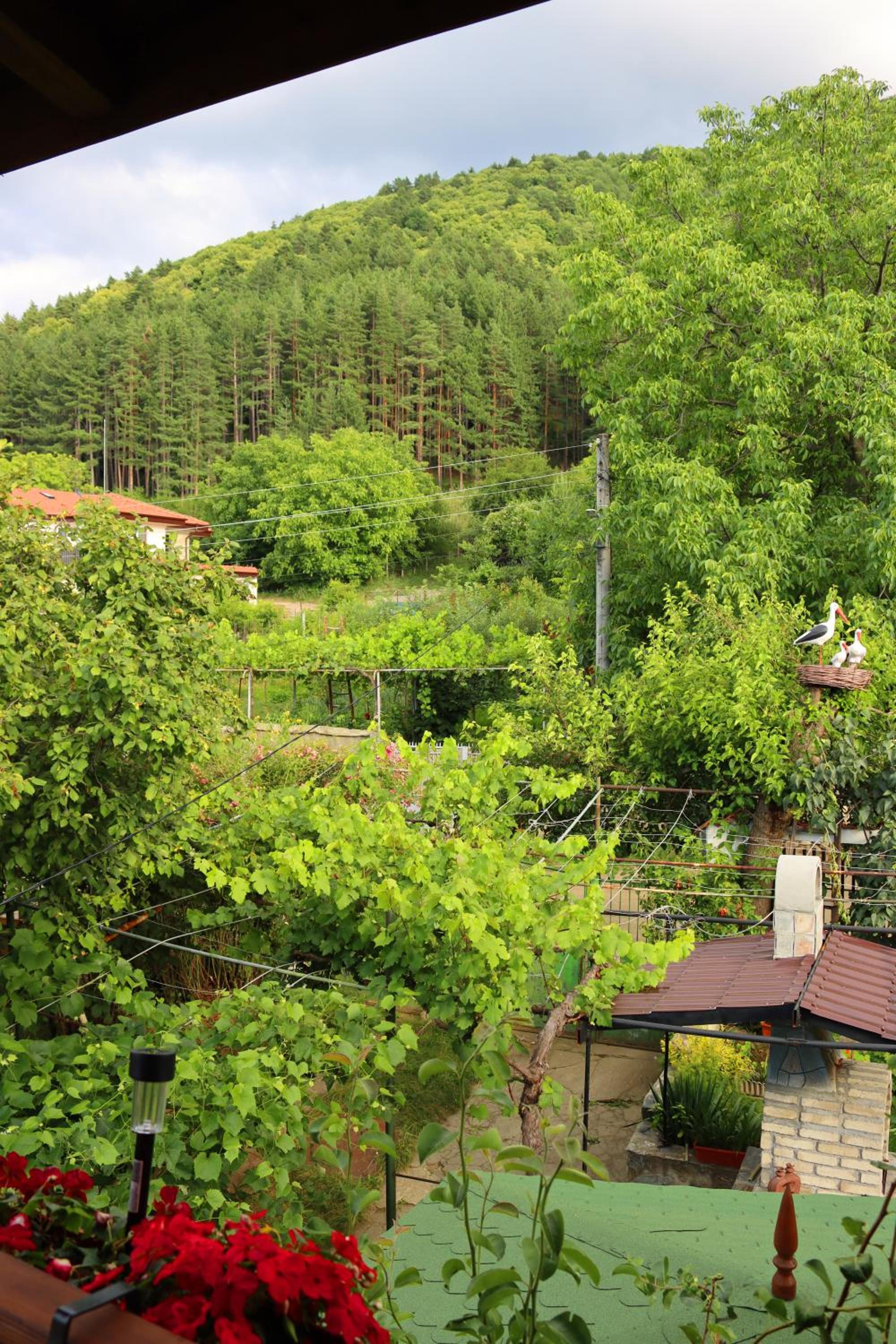 GREEN HOUSE - Попниколови