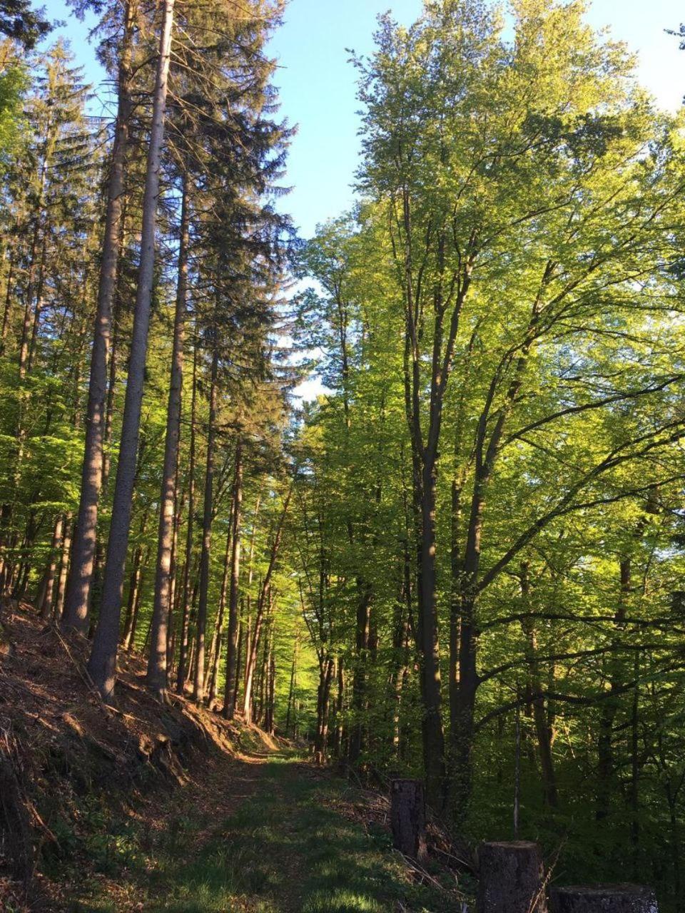 Waldnest Odenwald - Property Image 28