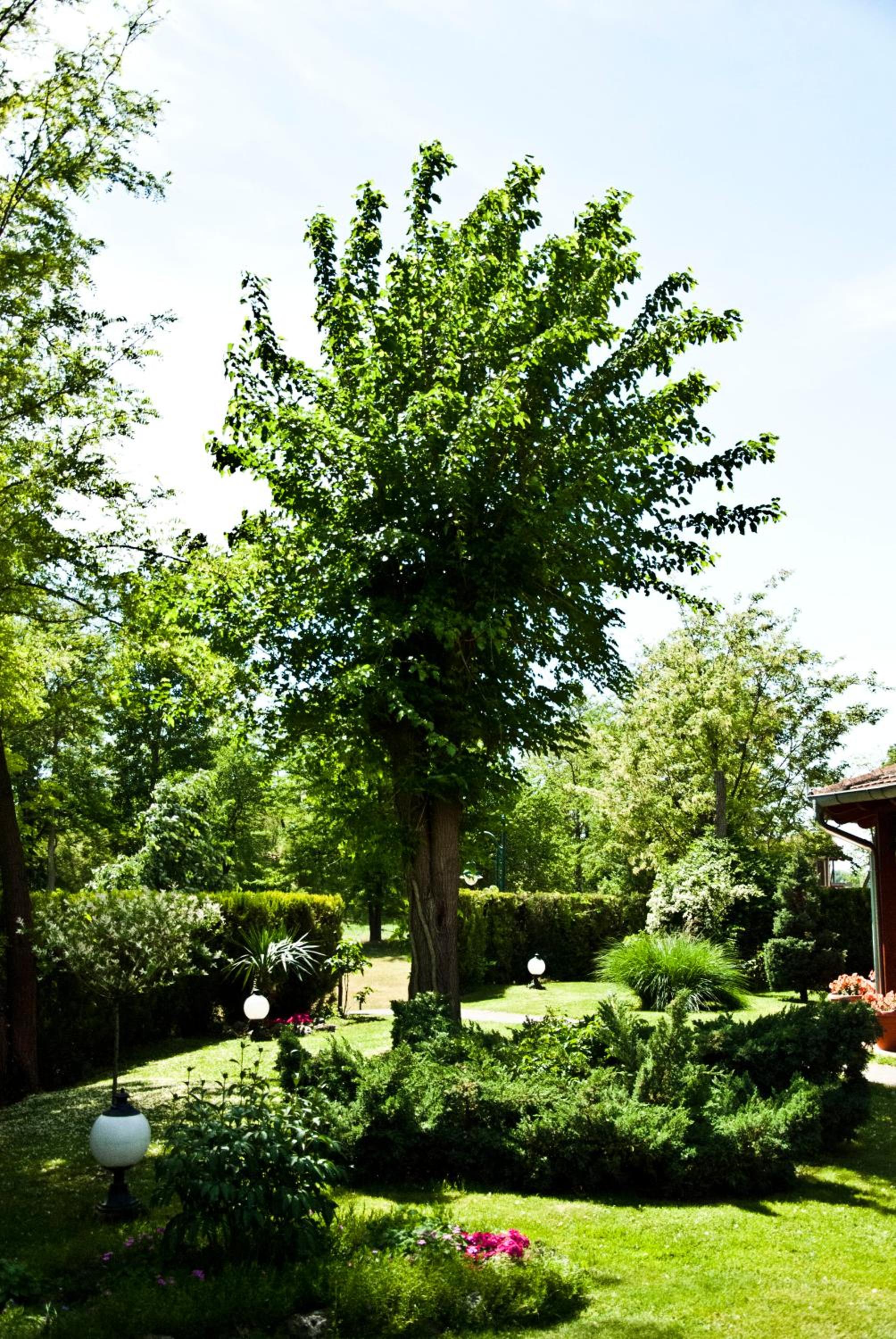 Photo 17