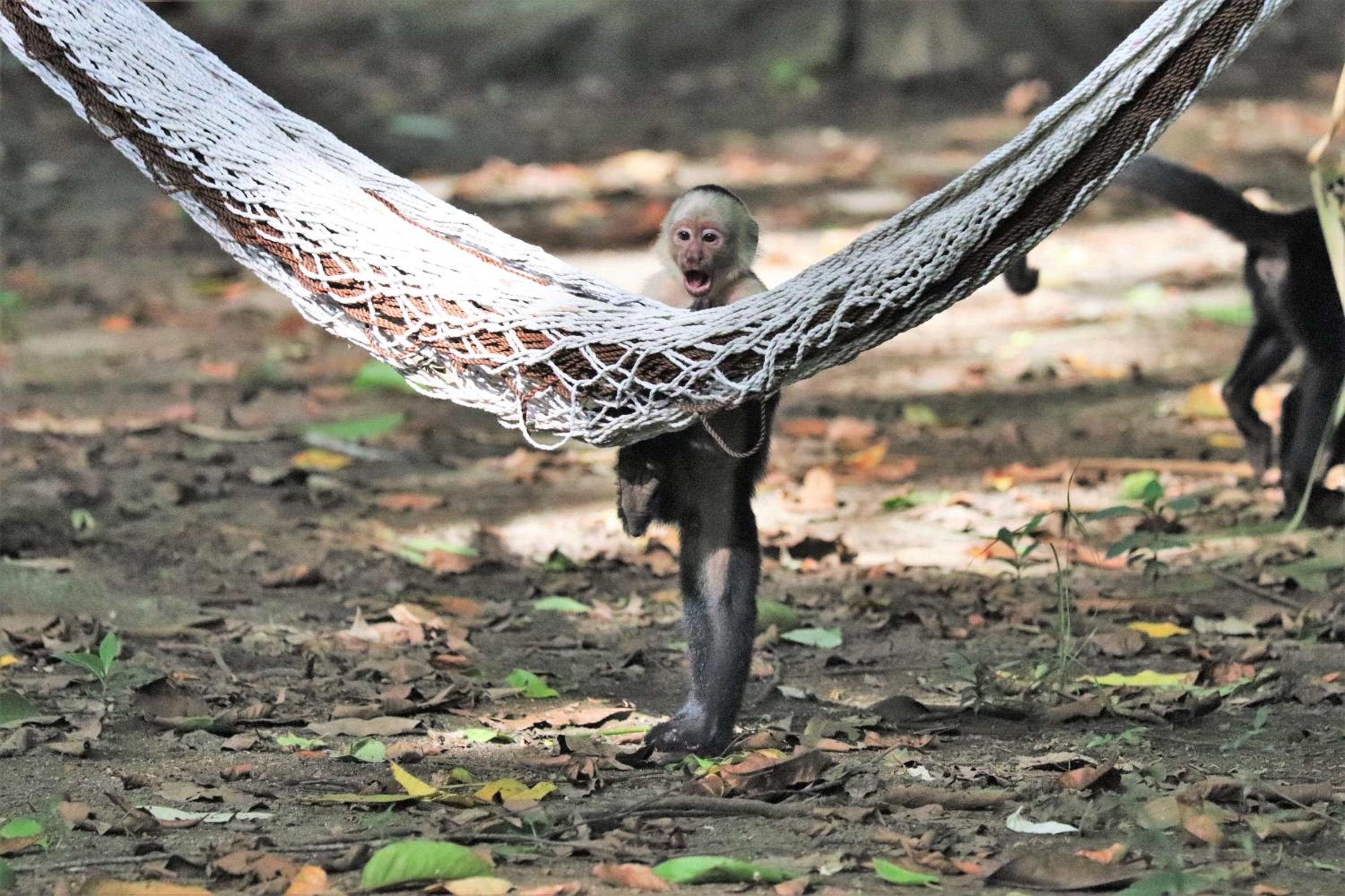 Four Monkeys Eco Lodge Jungle & Beach - The House