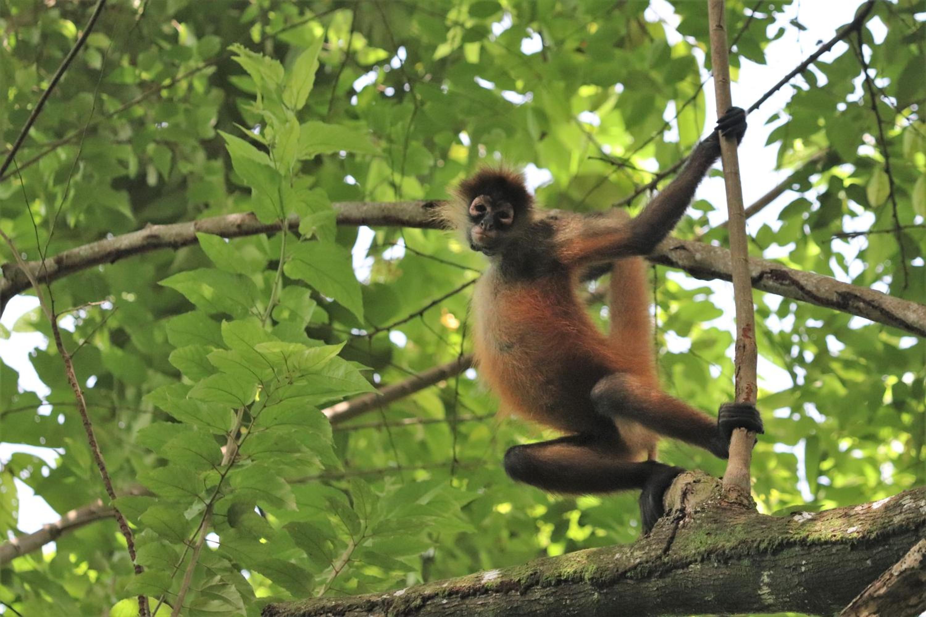 Four Monkeys Eco Lodge Jungle & Beach - The House