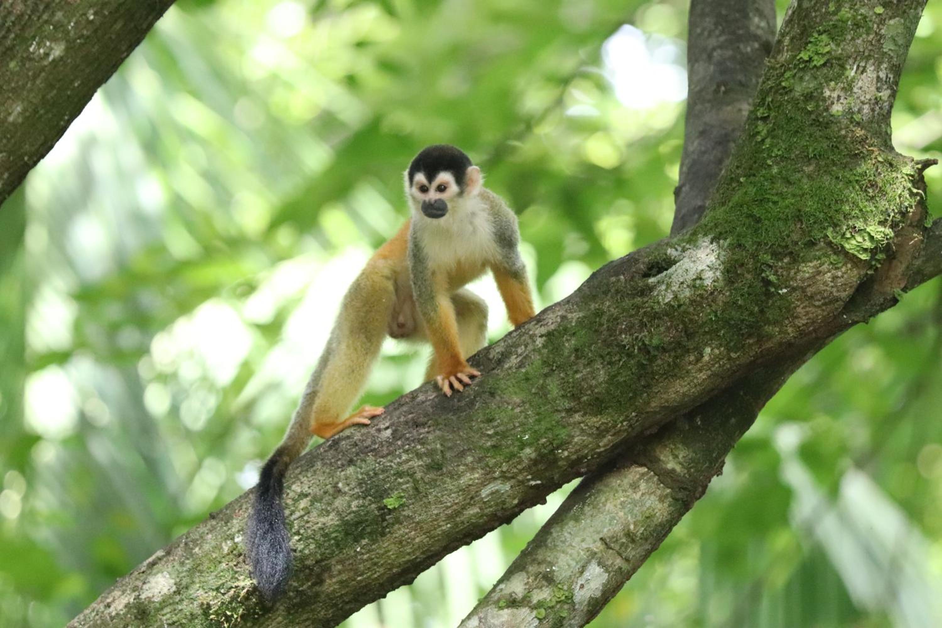 Four Monkeys Eco Lodge Jungle & Beach - The House