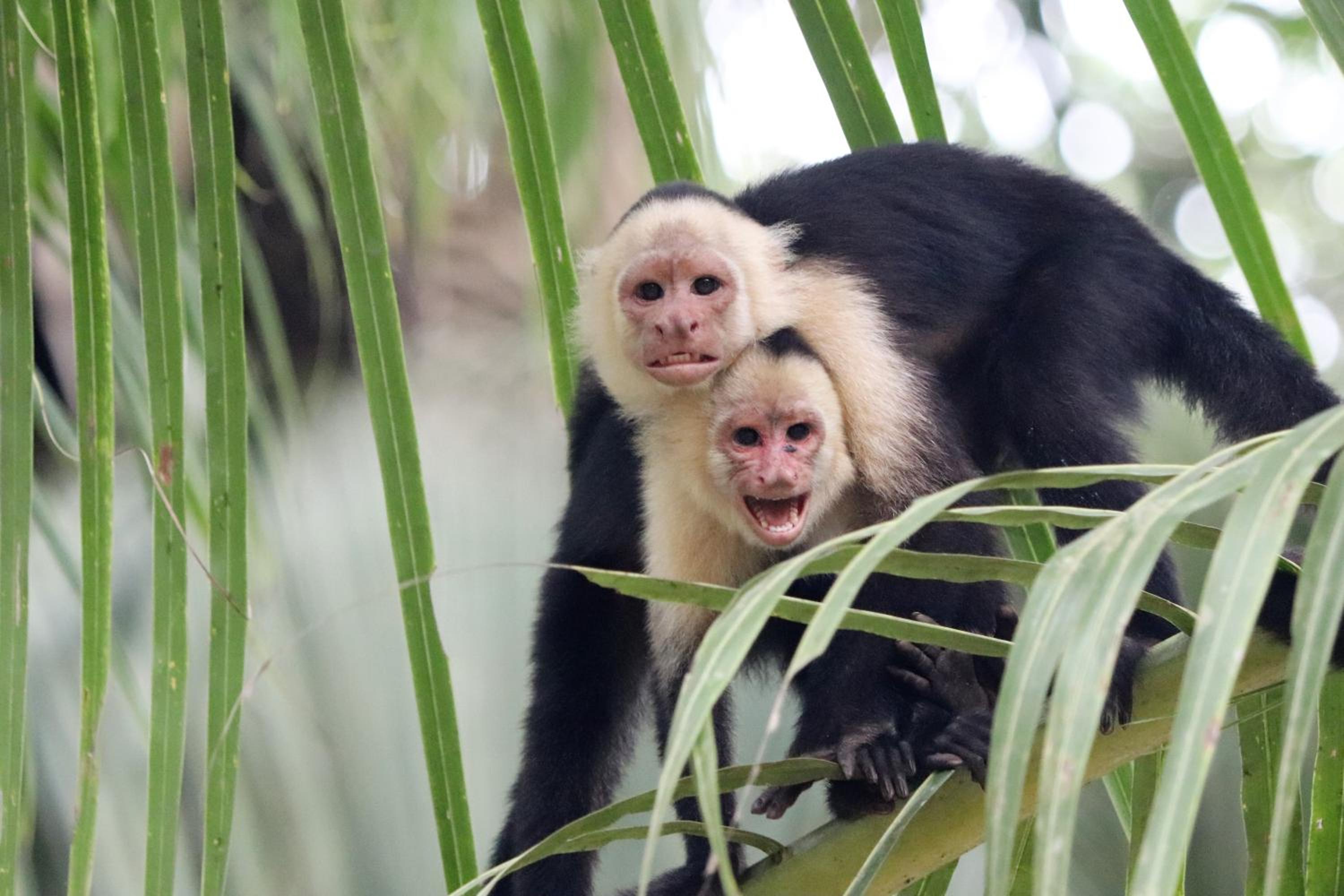 Four Monkeys Eco Lodge Jungle & Beach - The House