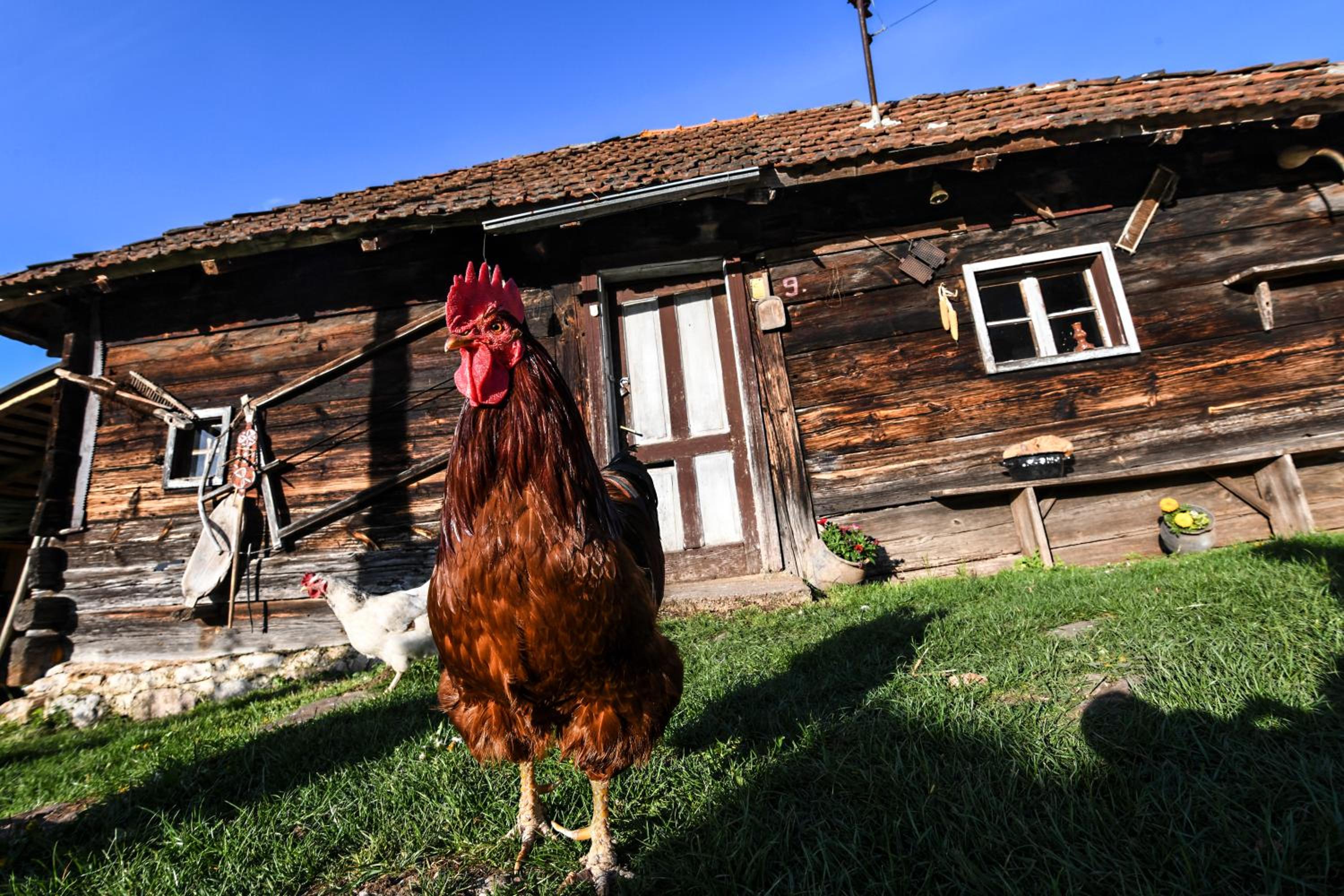 Domaćinstvo Filipović view 5