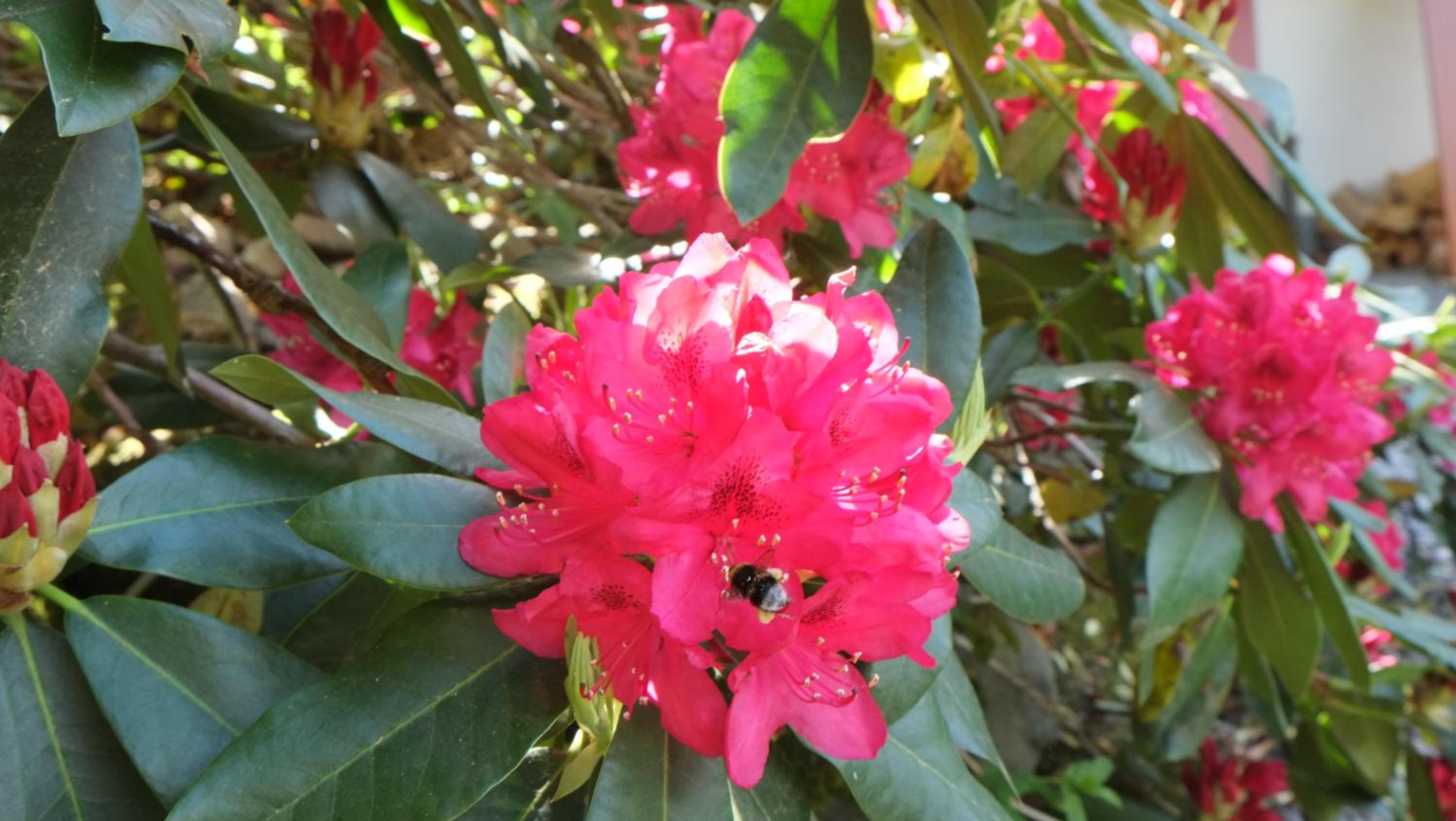 Photo 41