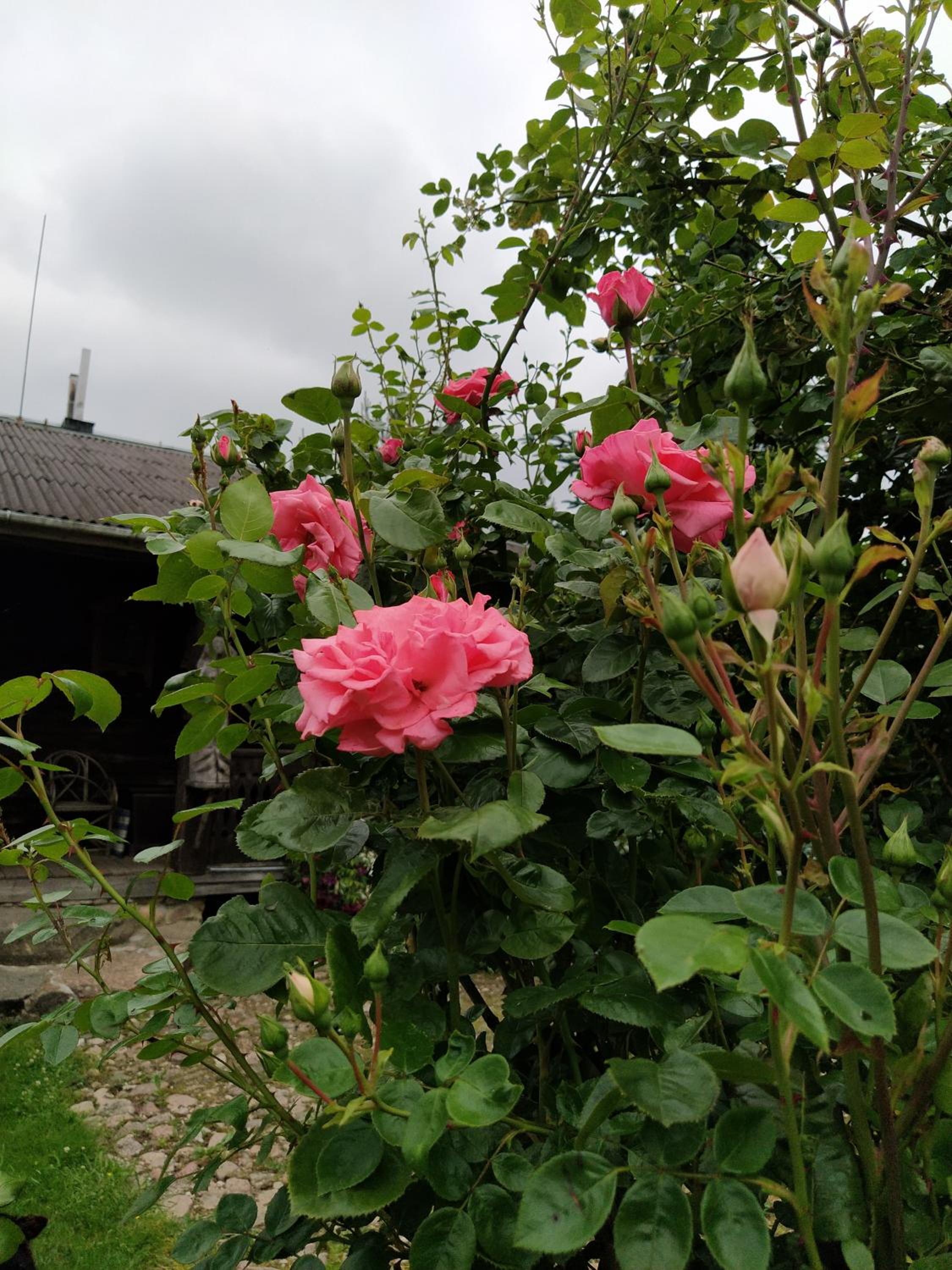 Photo 44