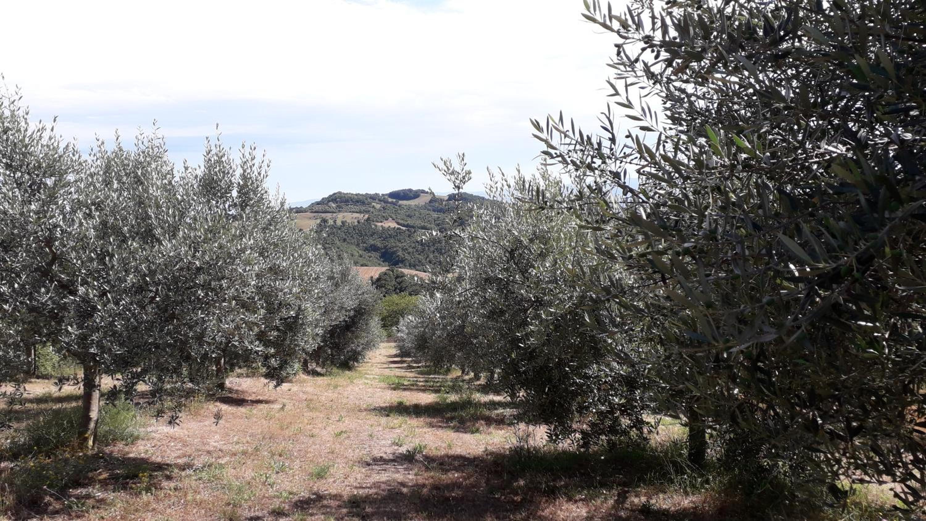 Sulla Strada di San Francesco photo 4