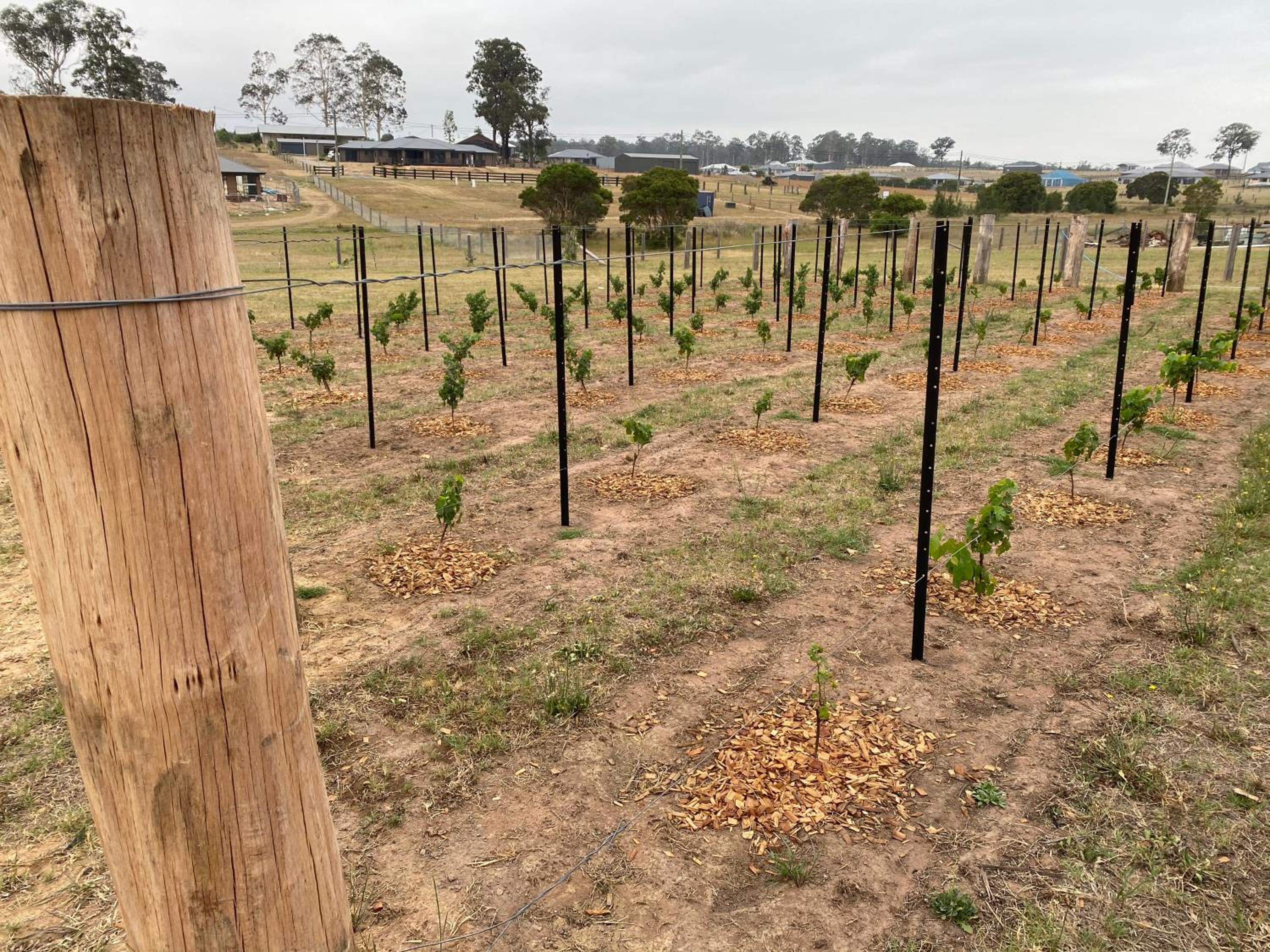 Rosehill Vines