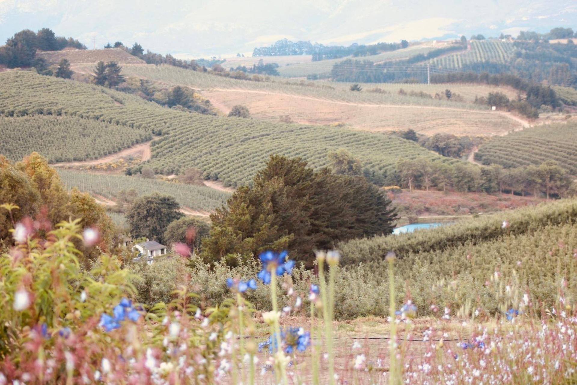 Cheverells Farm, Kiku & Braeburn Cottage view 2
