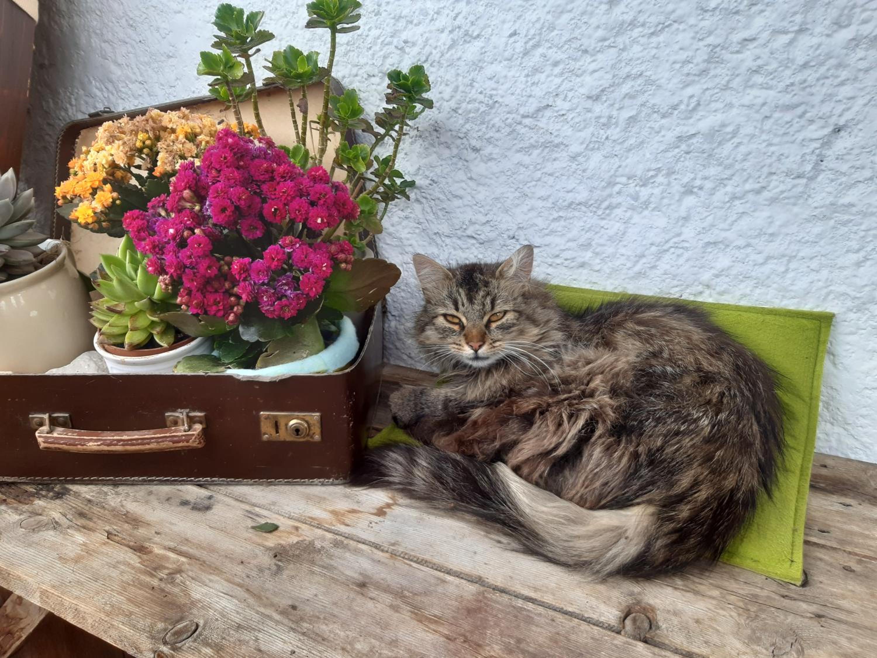 Bed & Breakfast Dolomiti Bey Haus Pinter