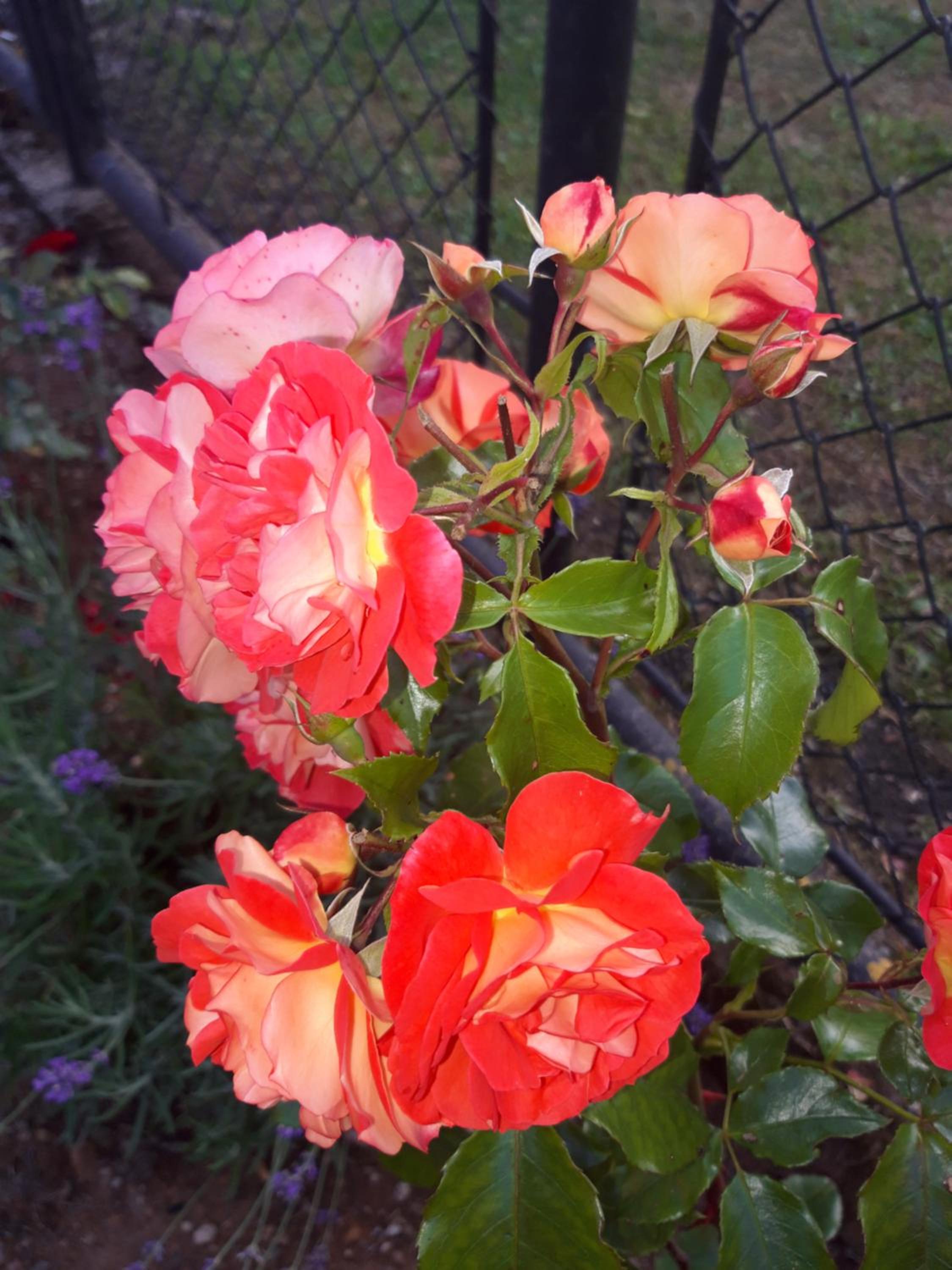 Photo 75