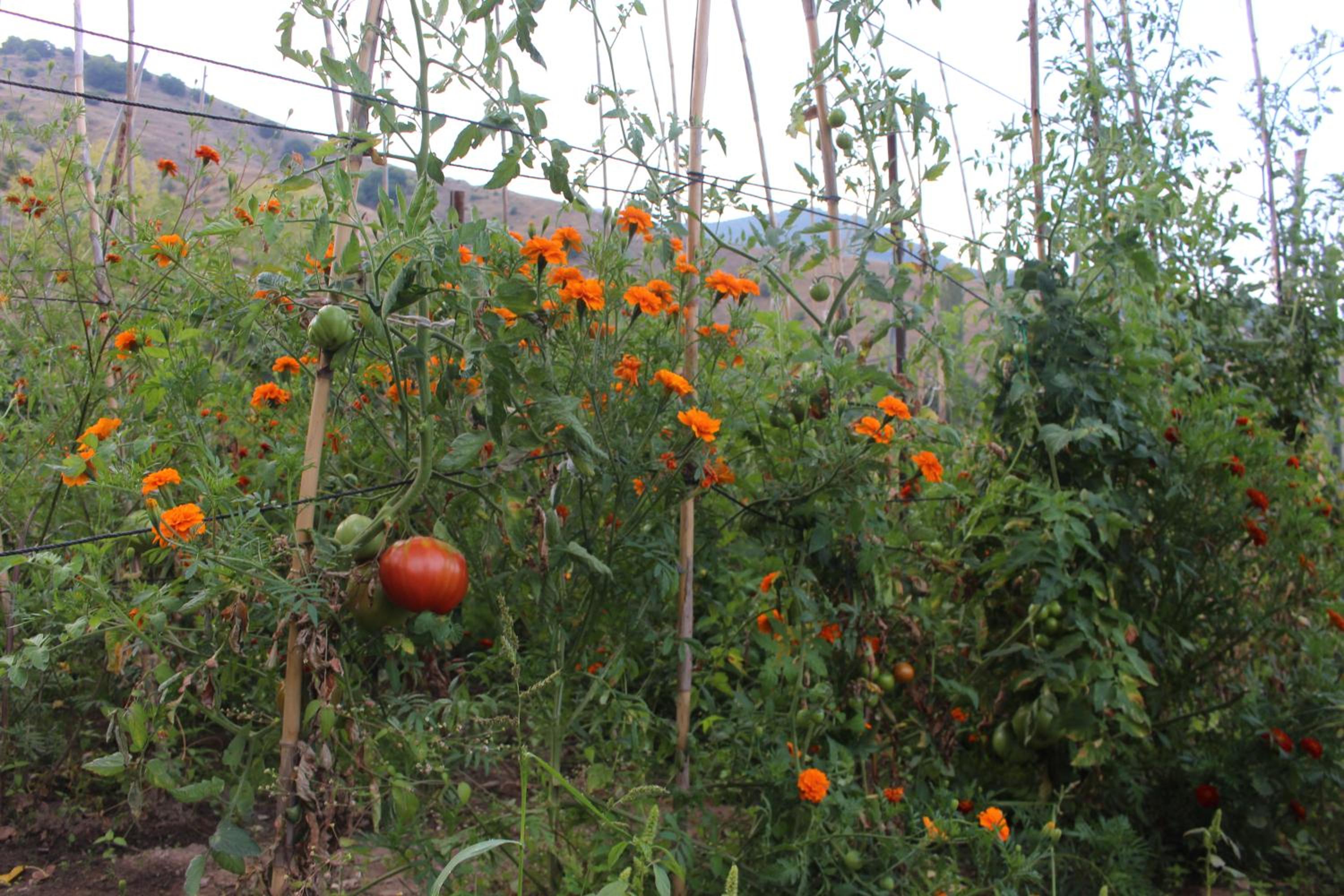 Photo 7
