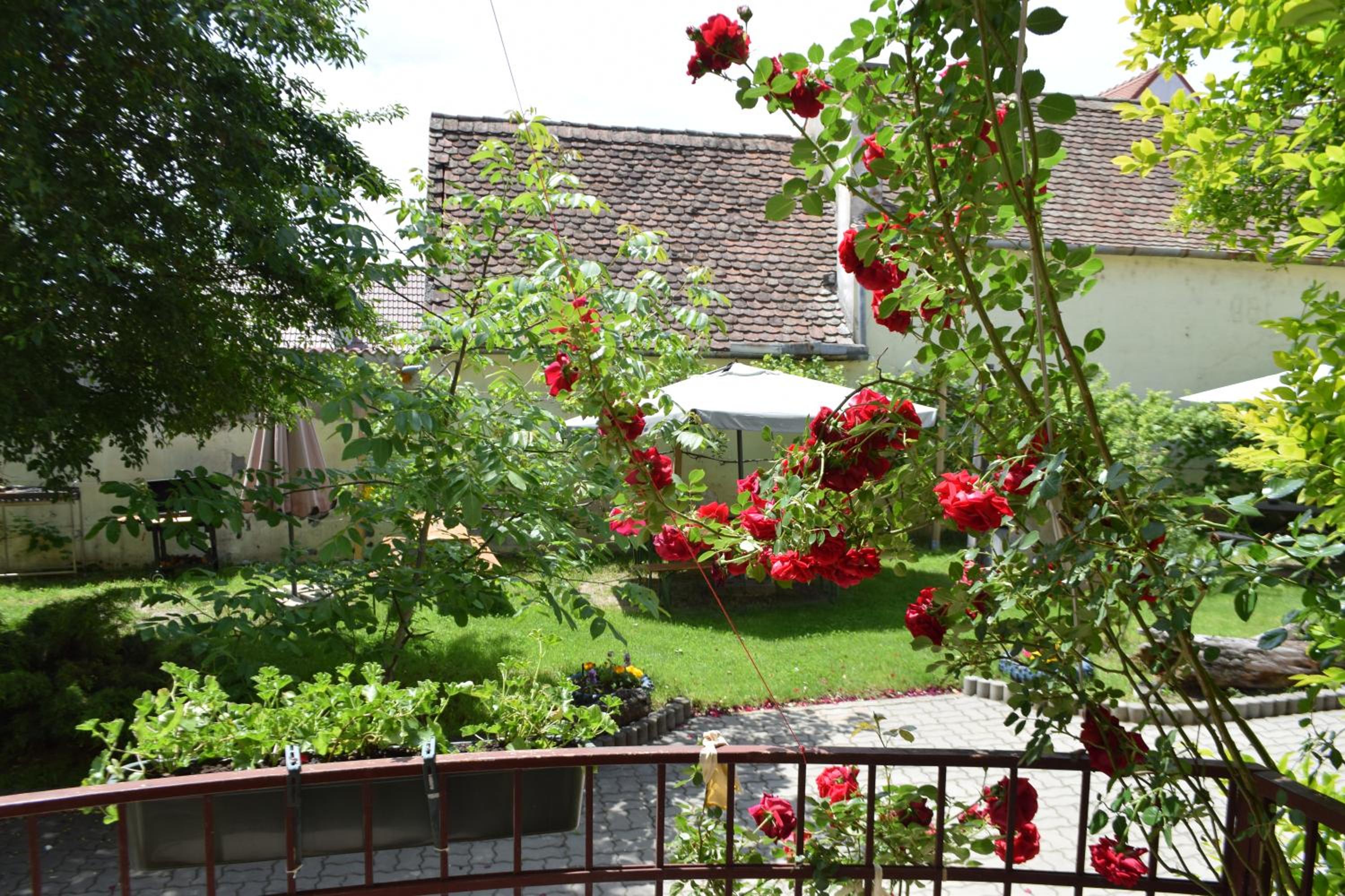 Pension GreenHouse view 5