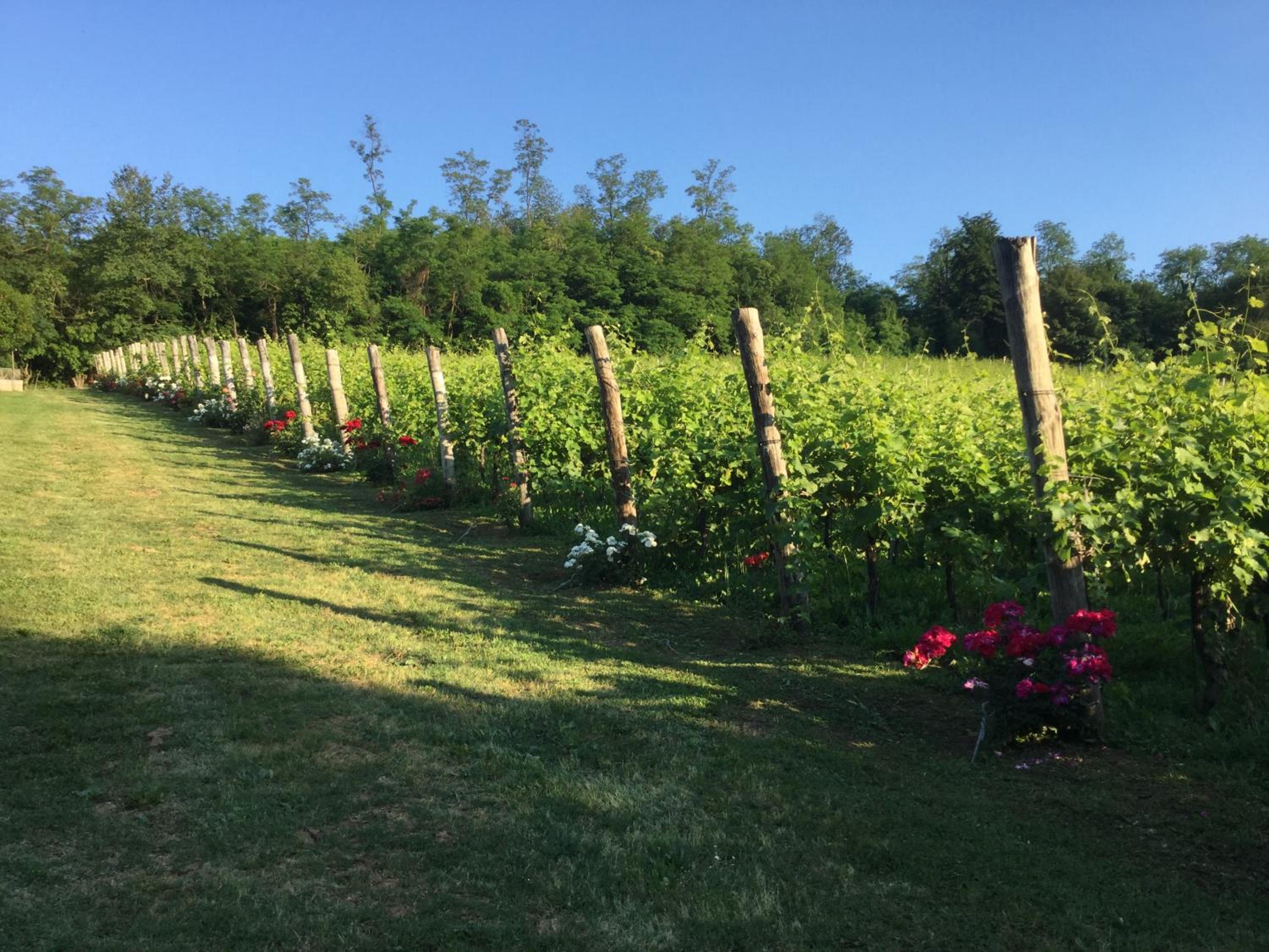 Agriturismo Terre Bianche