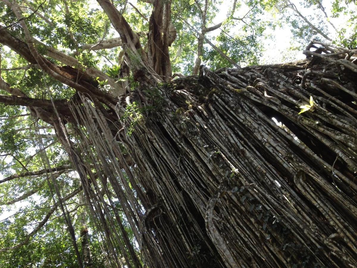 Figtree Getaway