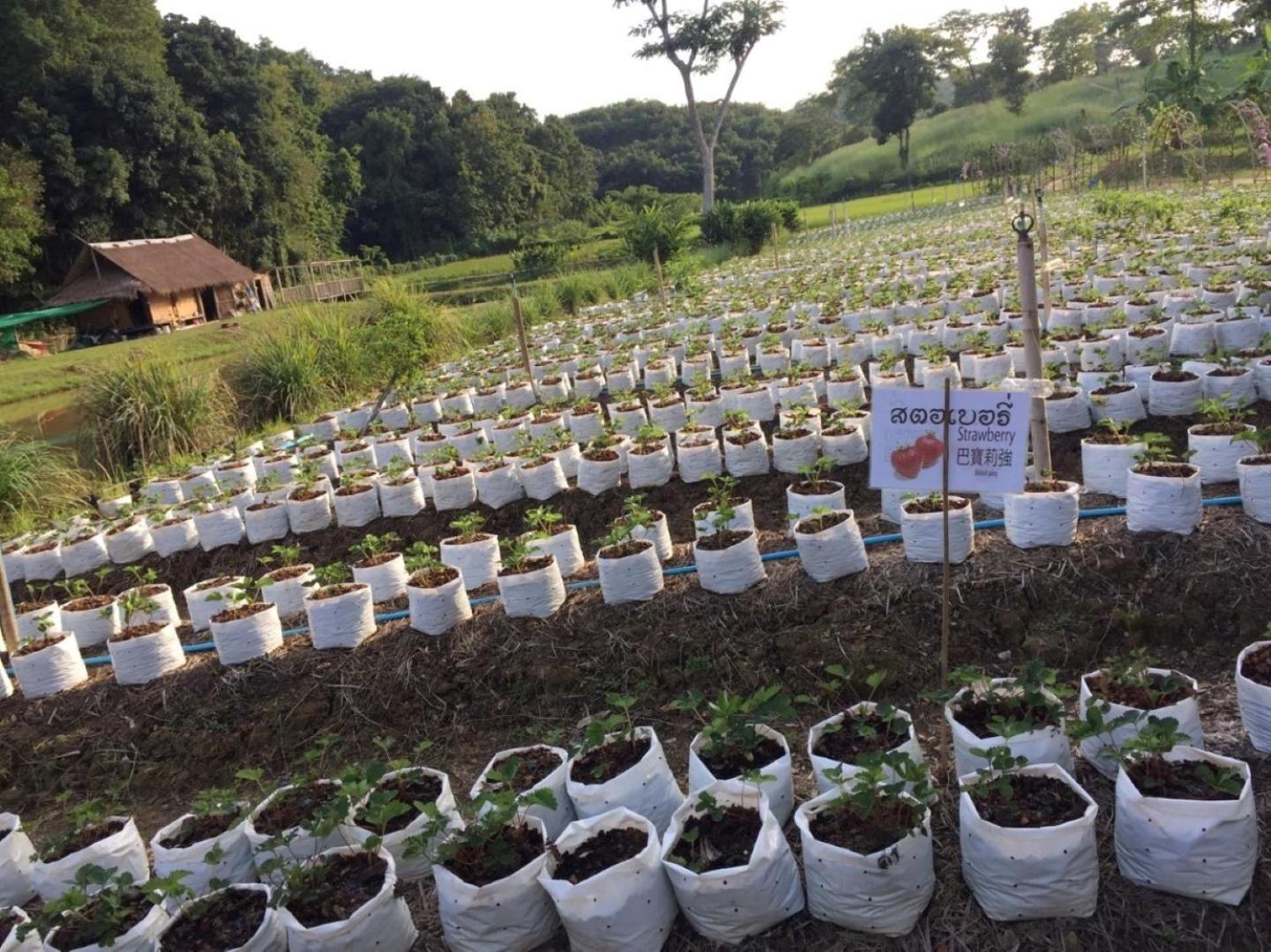 Ing Chan Farm /ไร่อิงจันทร์ view 4