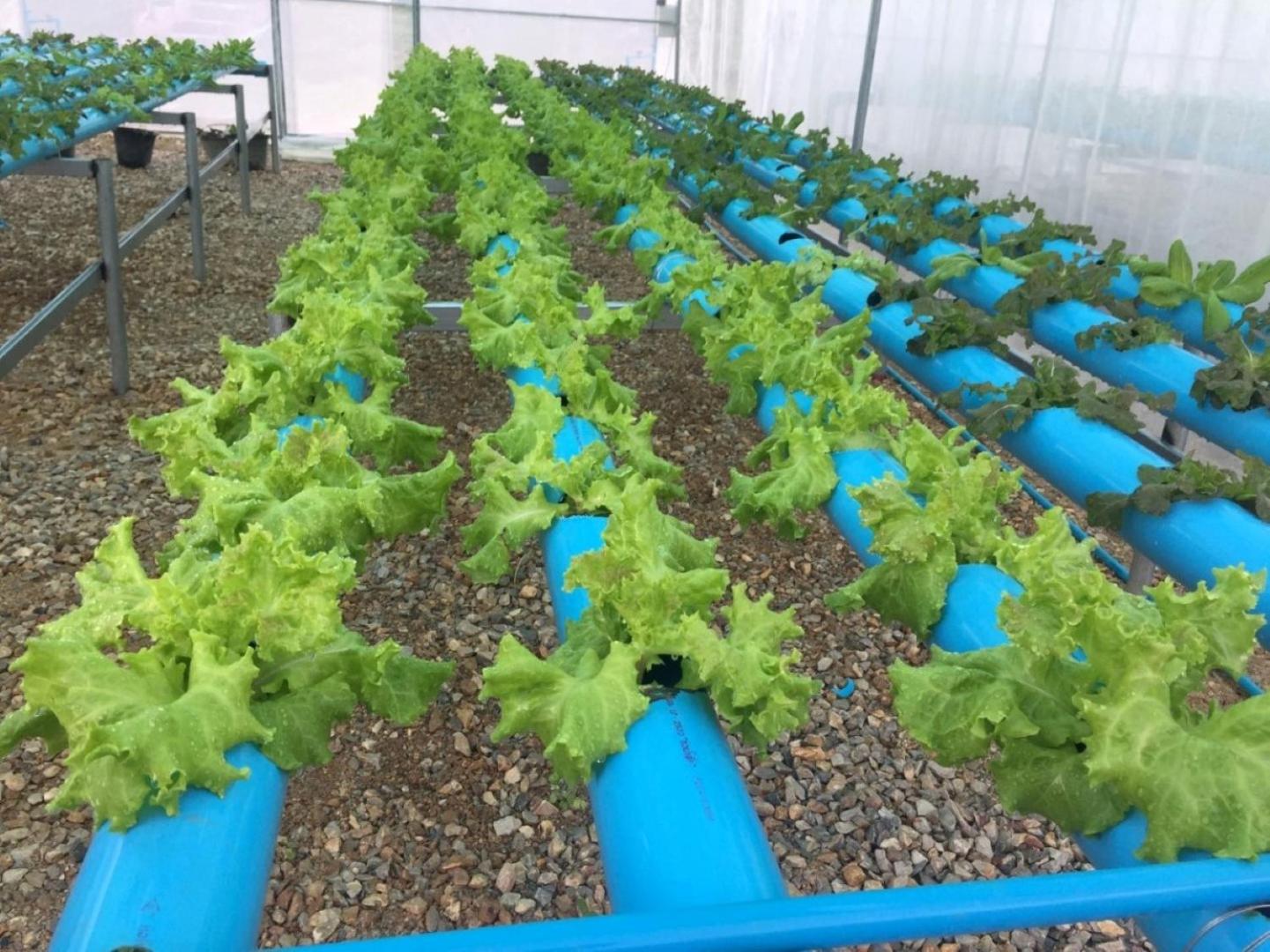 Ing Chan Farm /ไร่อิงจันทร์ view 5