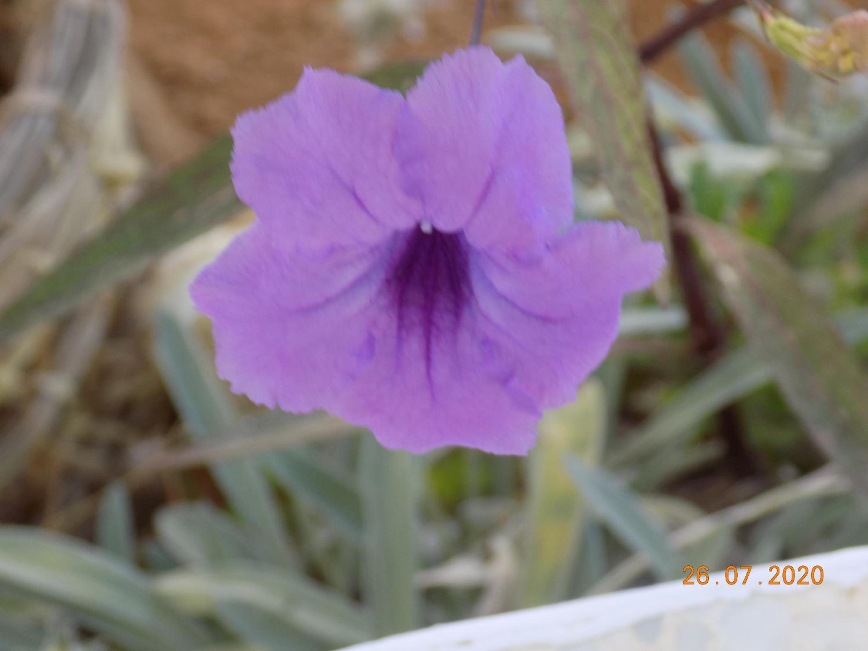 Dar Mamina