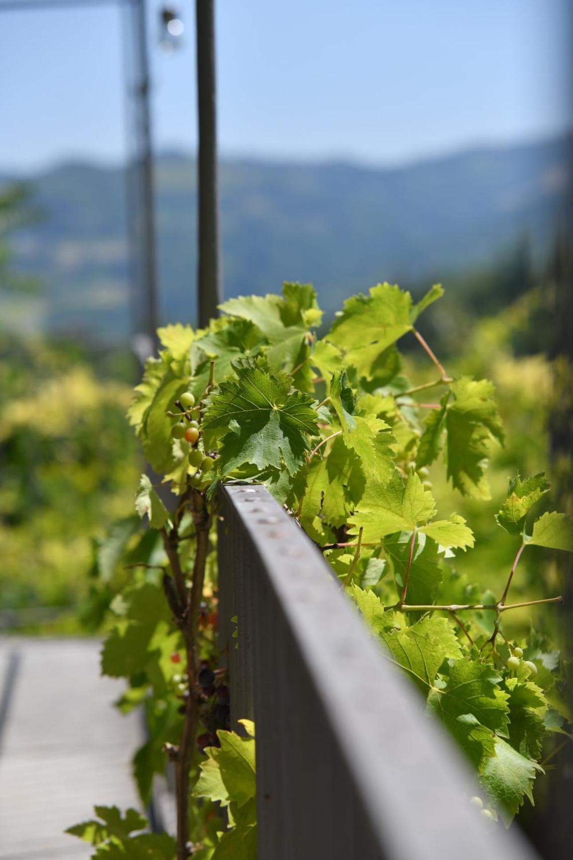 Cascina Flino view 4