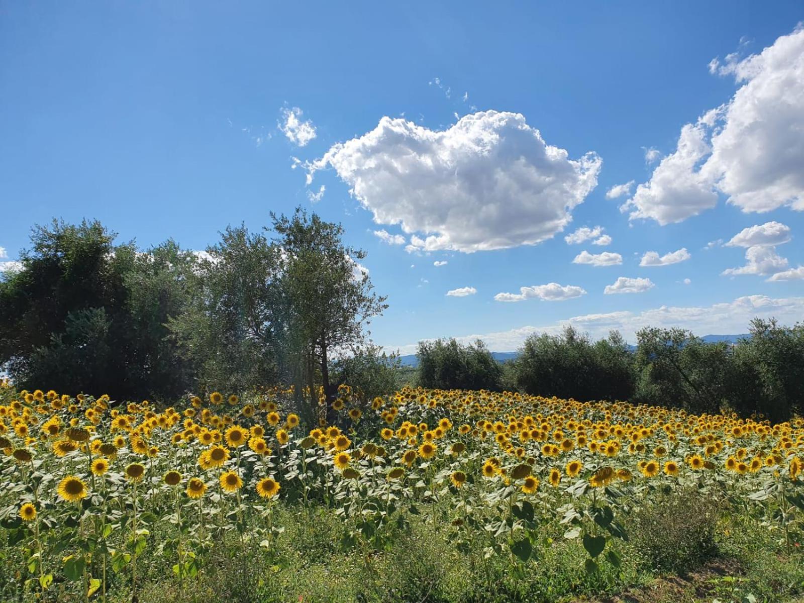 La Collina
